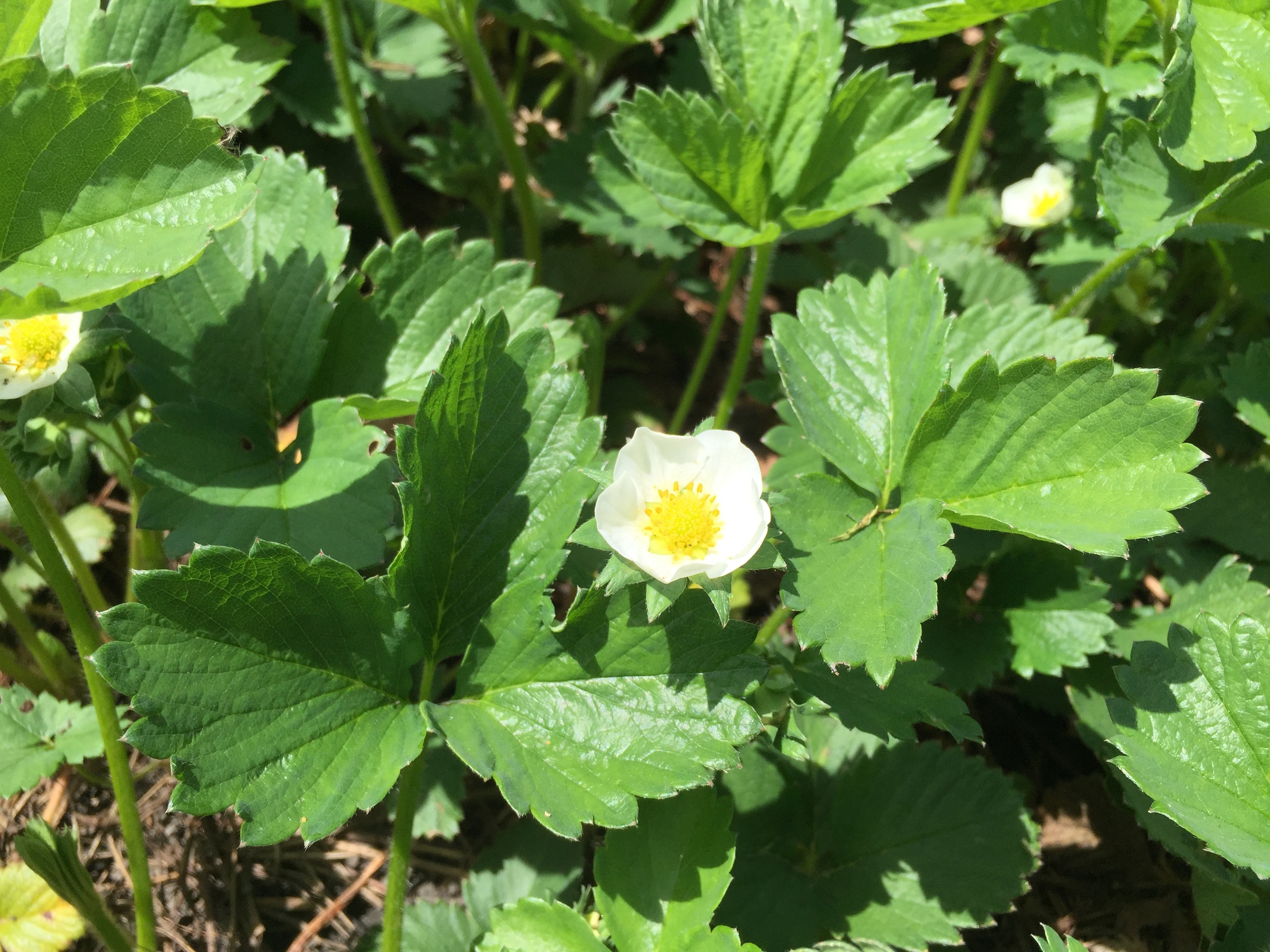  The first strawberry blooms of this year! 