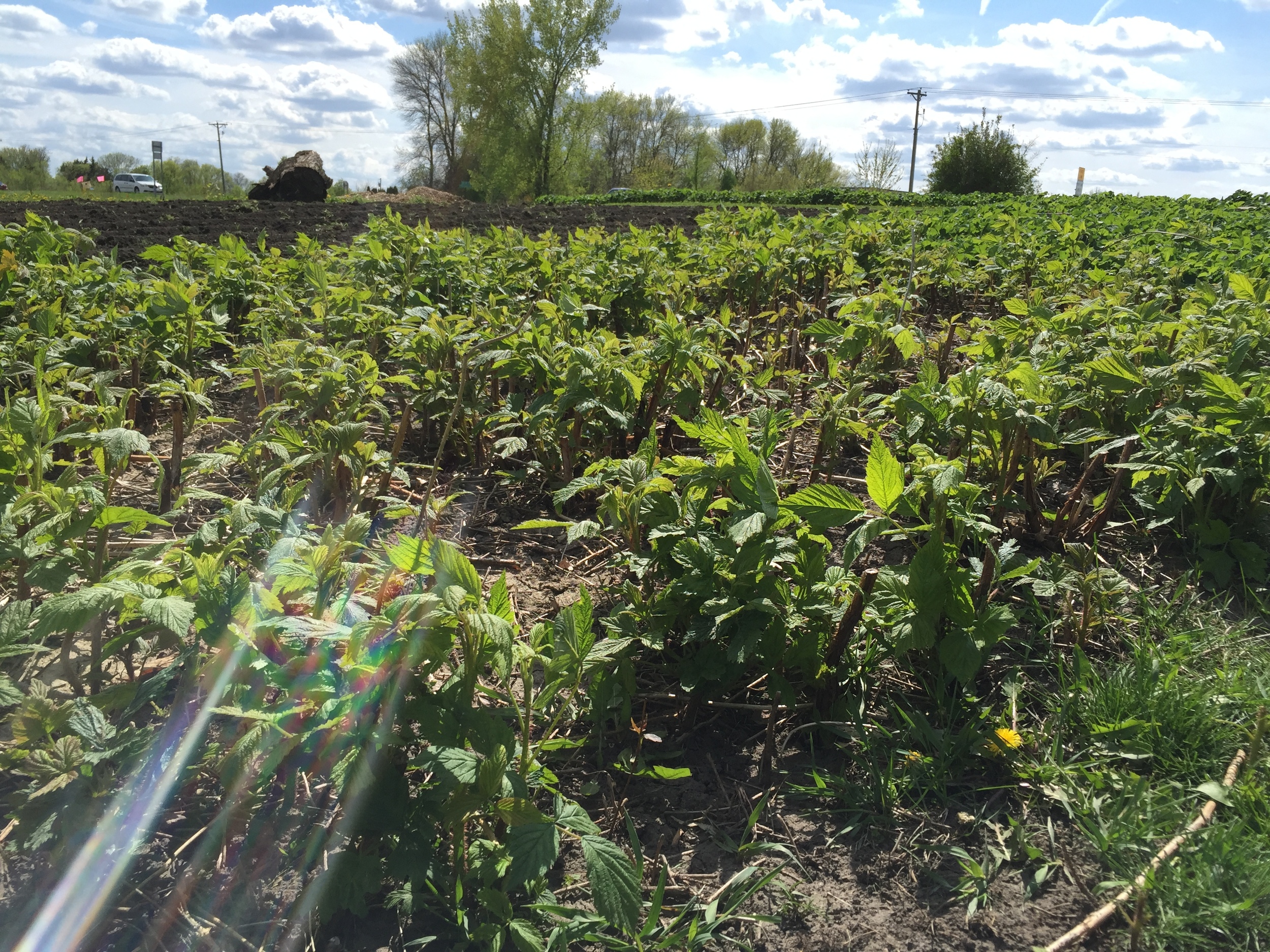  Raspberries are coming in nicely. 