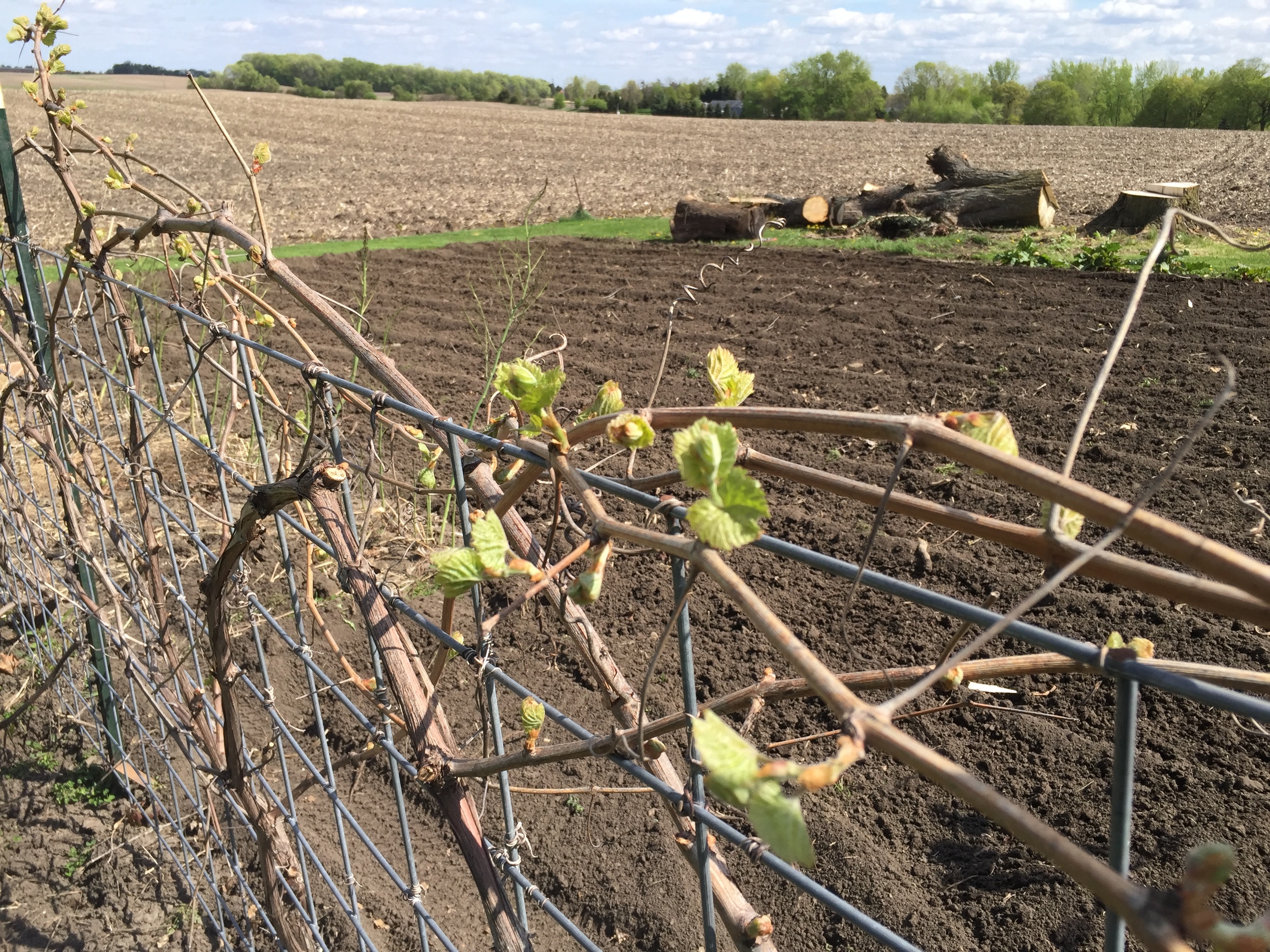  Grapes are budding and looking very healthy. 