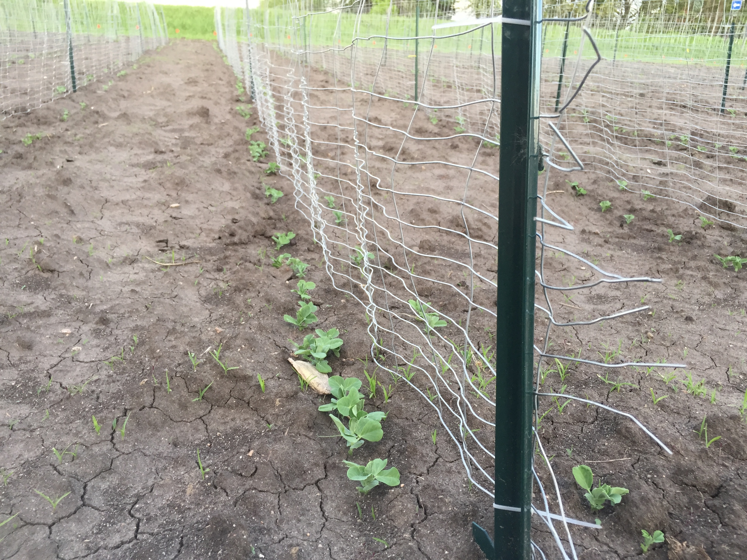  Peas are looking really good! They'll start to climb the trellis very soon. 