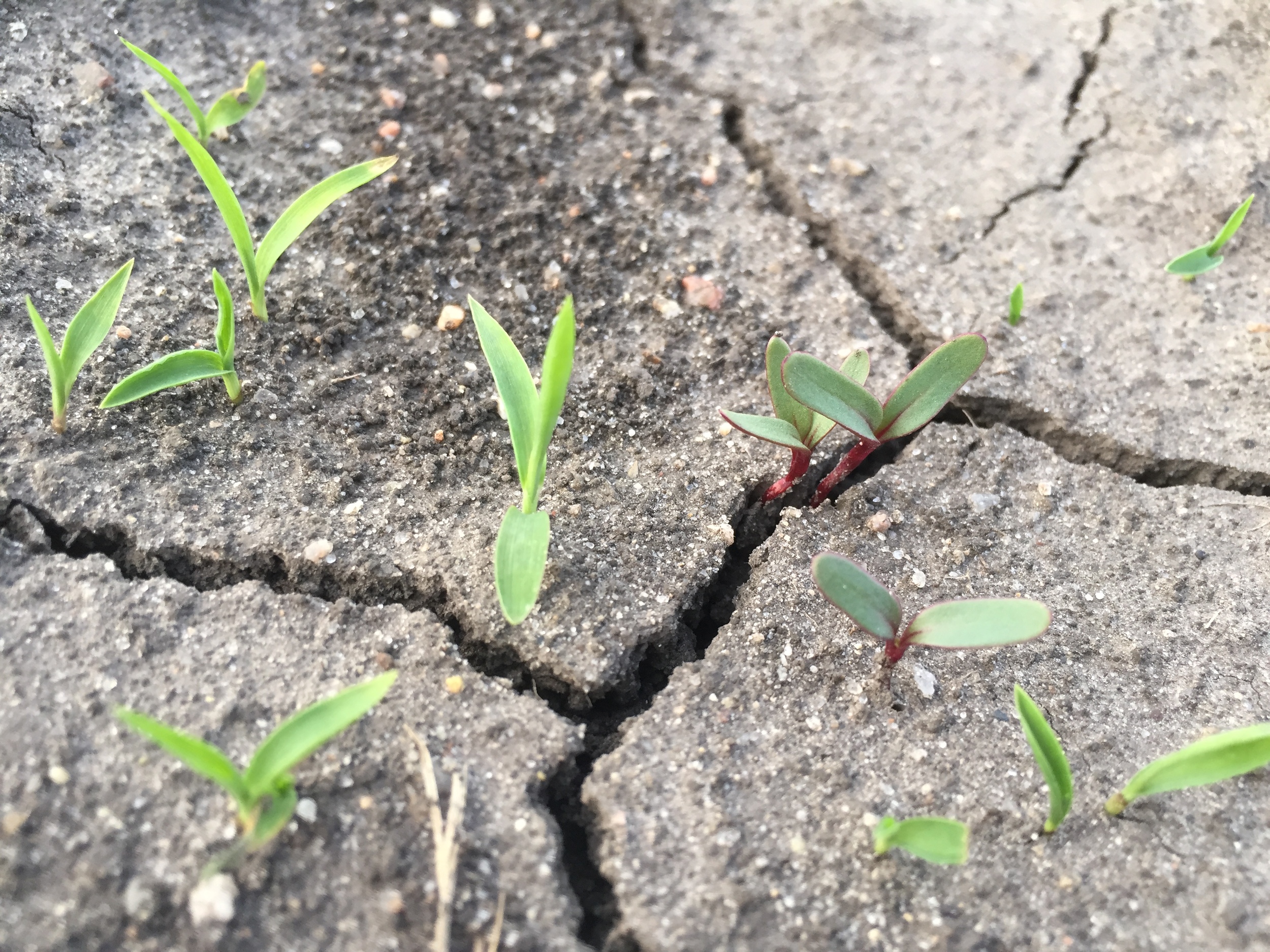  The dark green plants with red stems are baby beets. Ignore the weeds - I'll get them soon. :) 