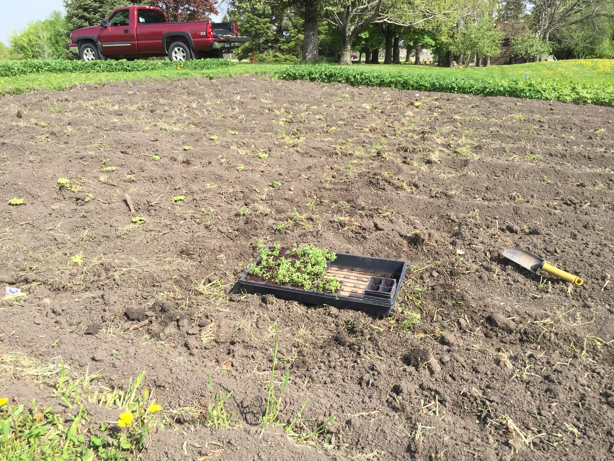  Transplanting some parsley. 