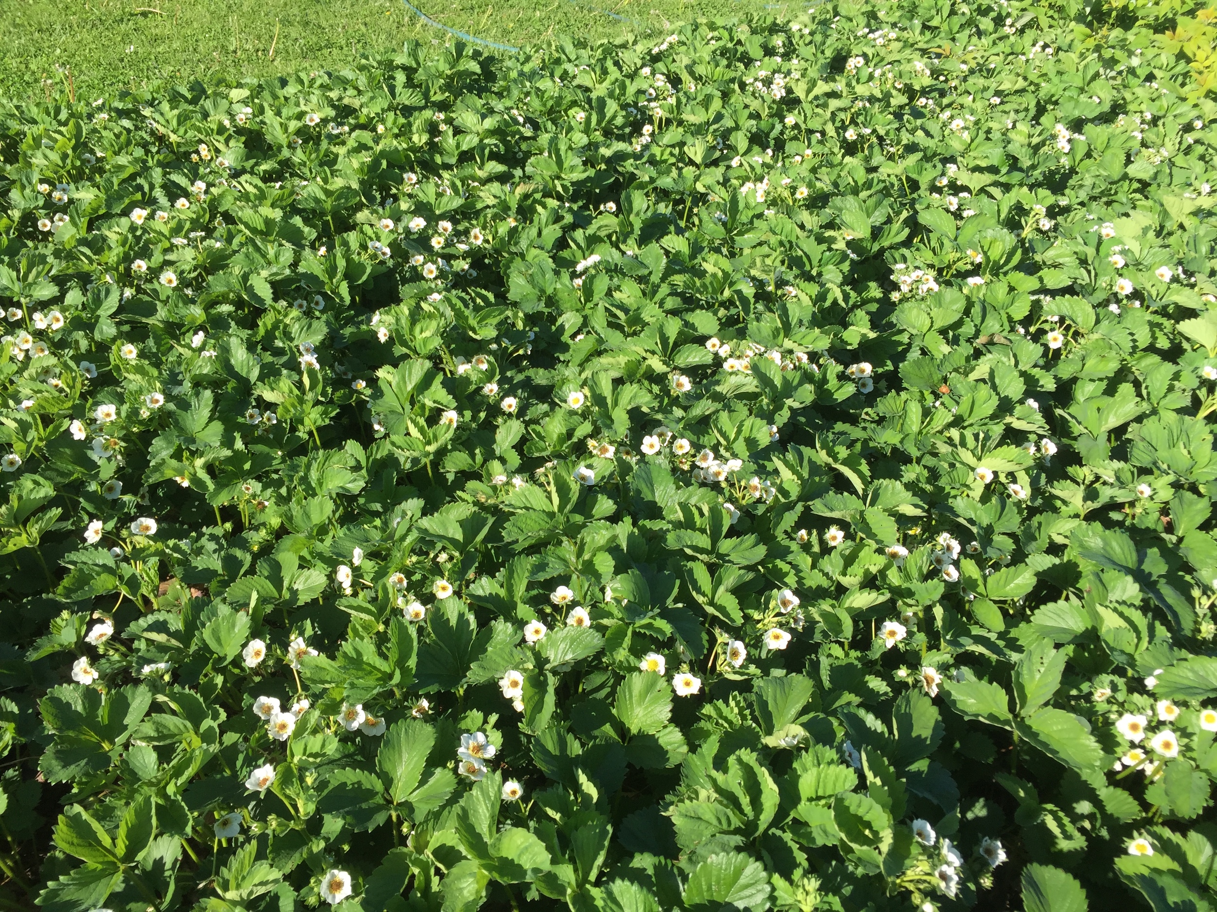  Strawberries in full bloom. 