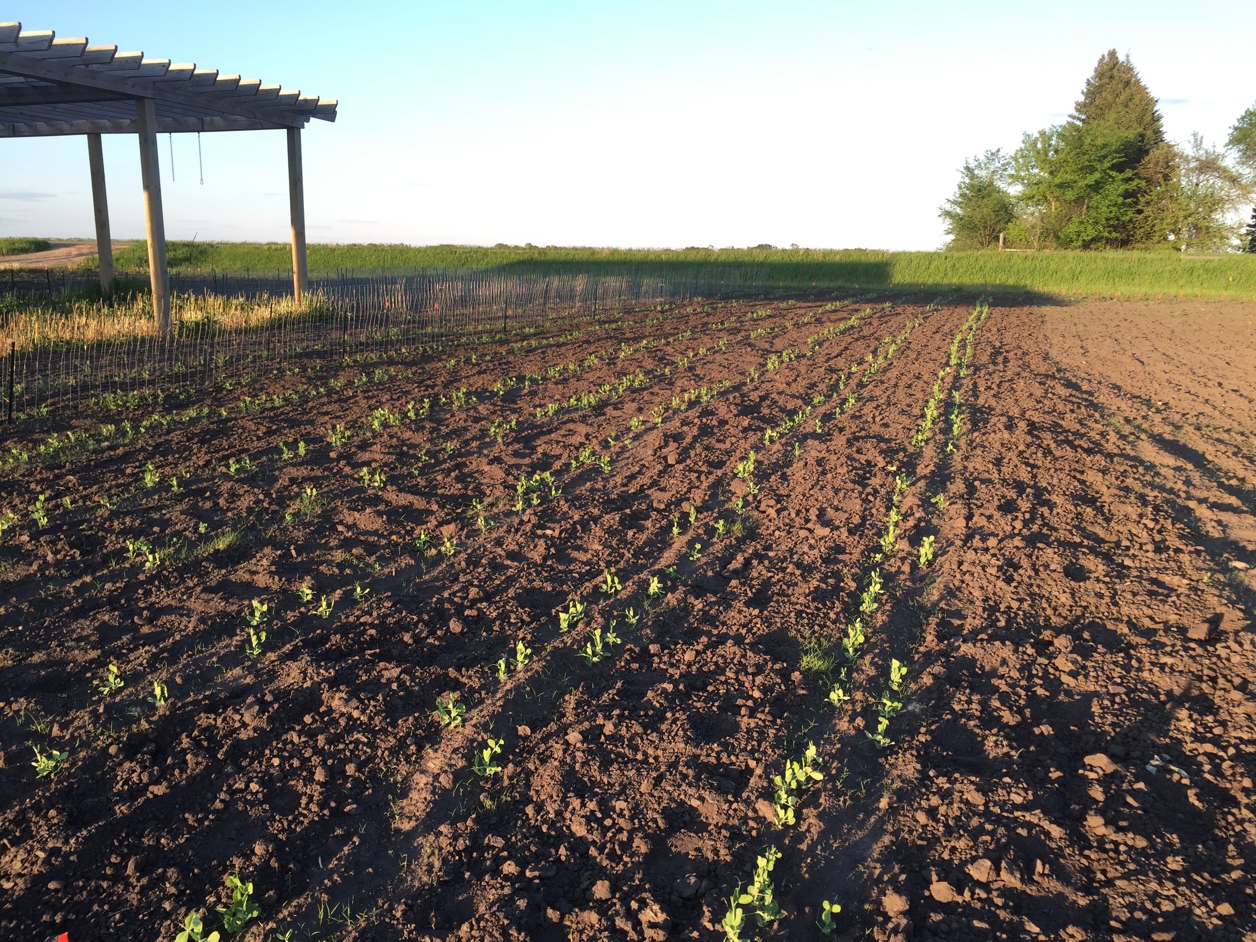  Peas are looking good. 