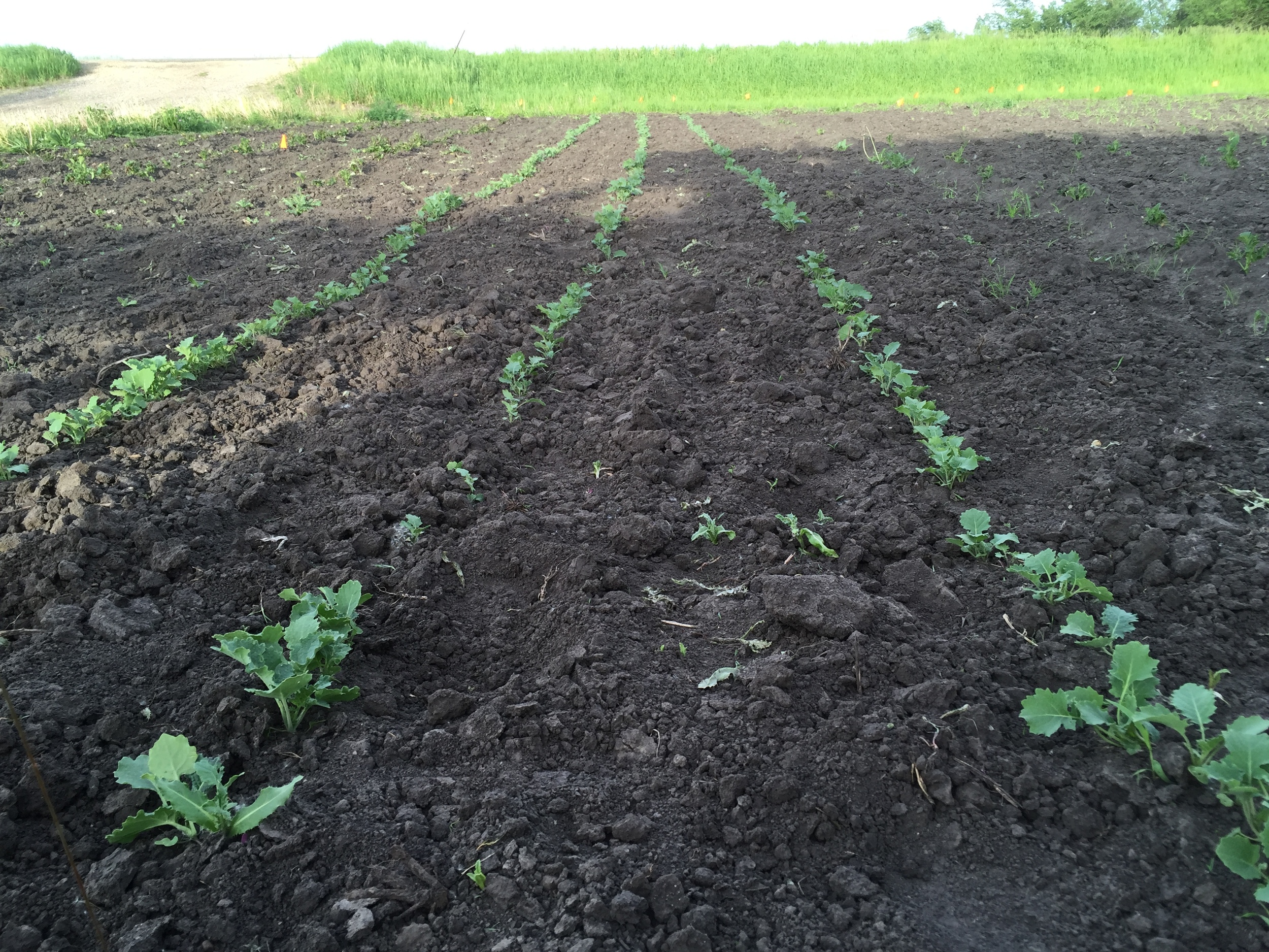  Kohlrabi are looking great! 