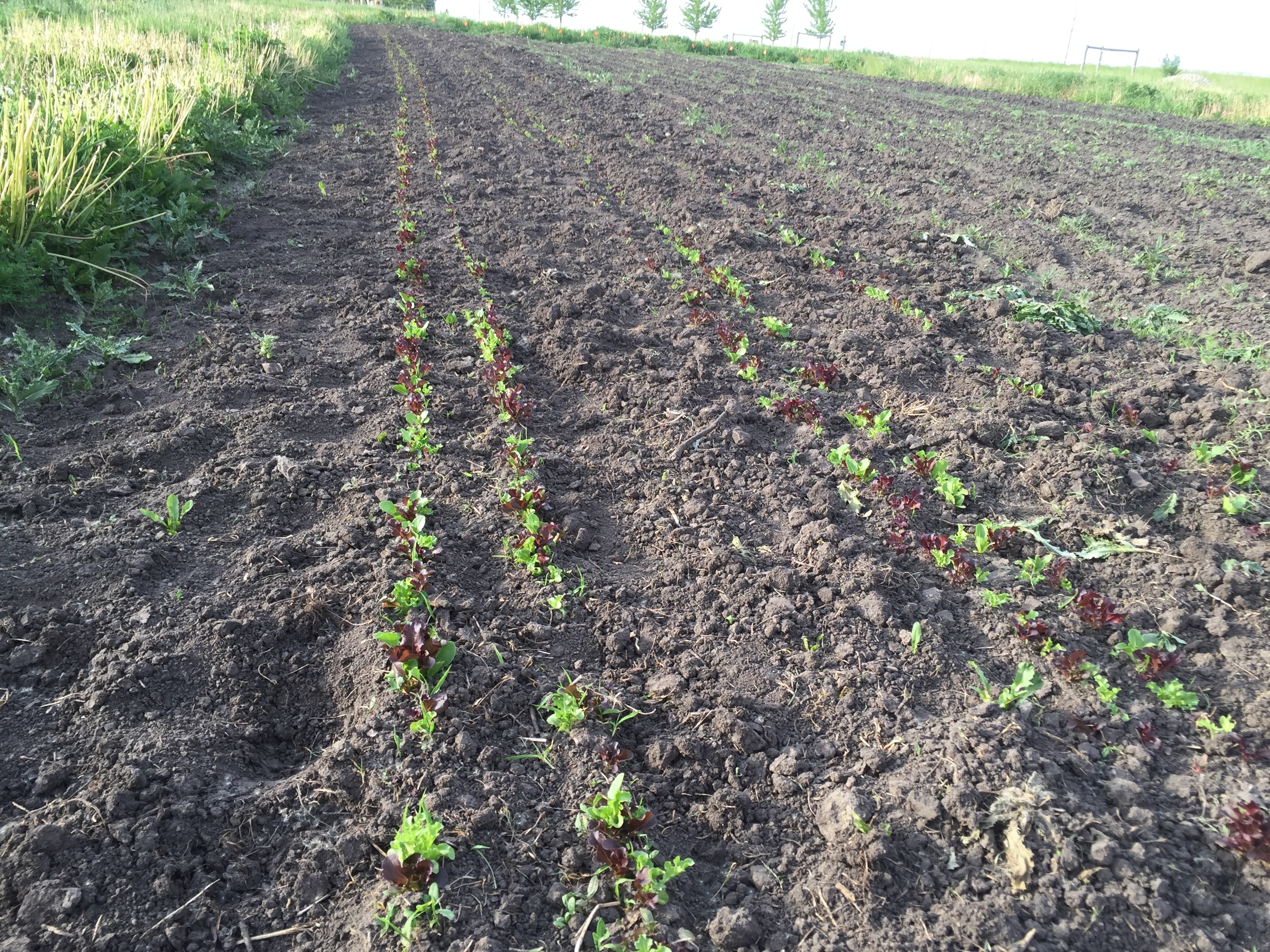  After removing the weeds, the lettuce looks really good! 