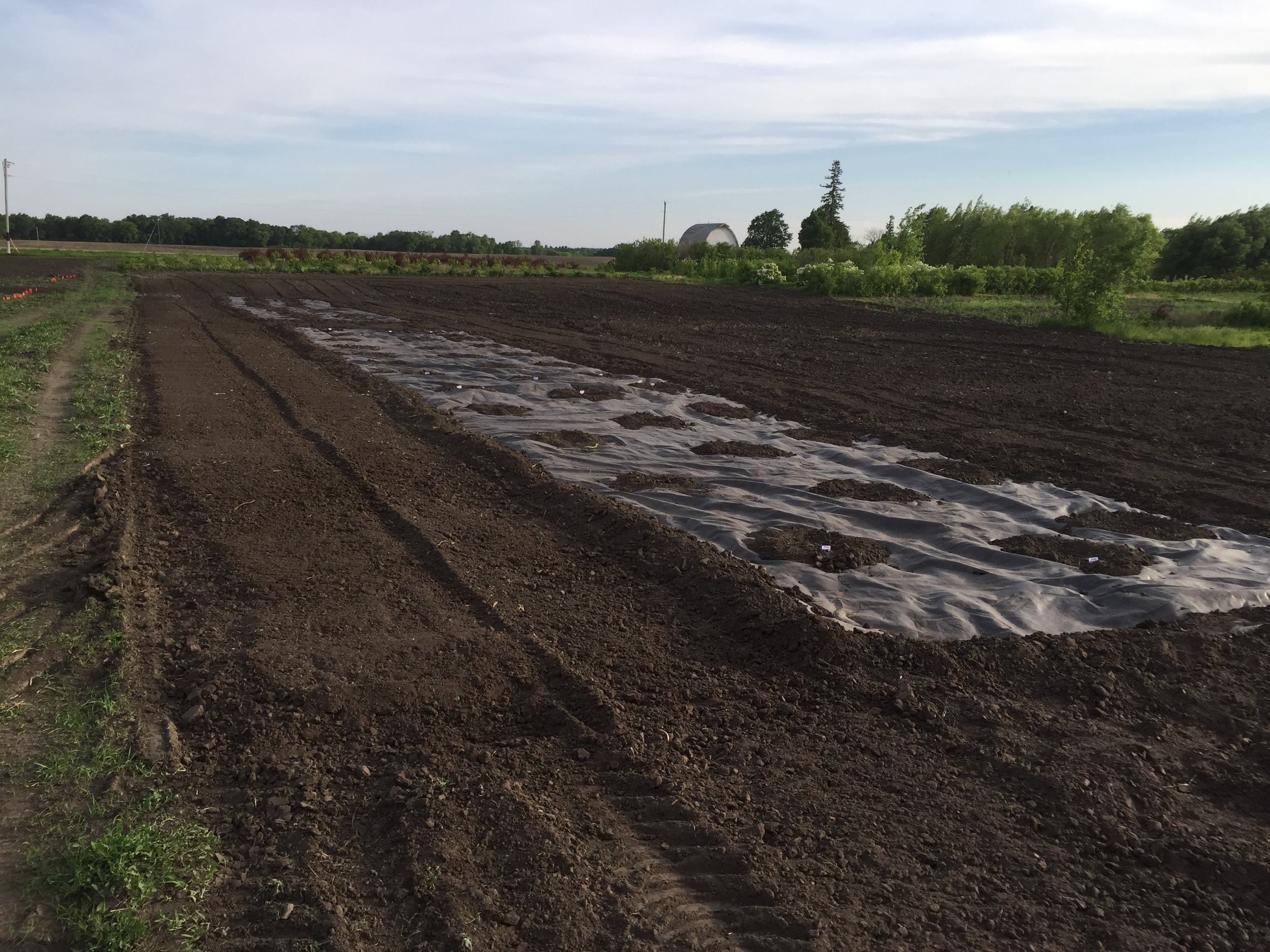  Landscape fabric for the vine crops. 