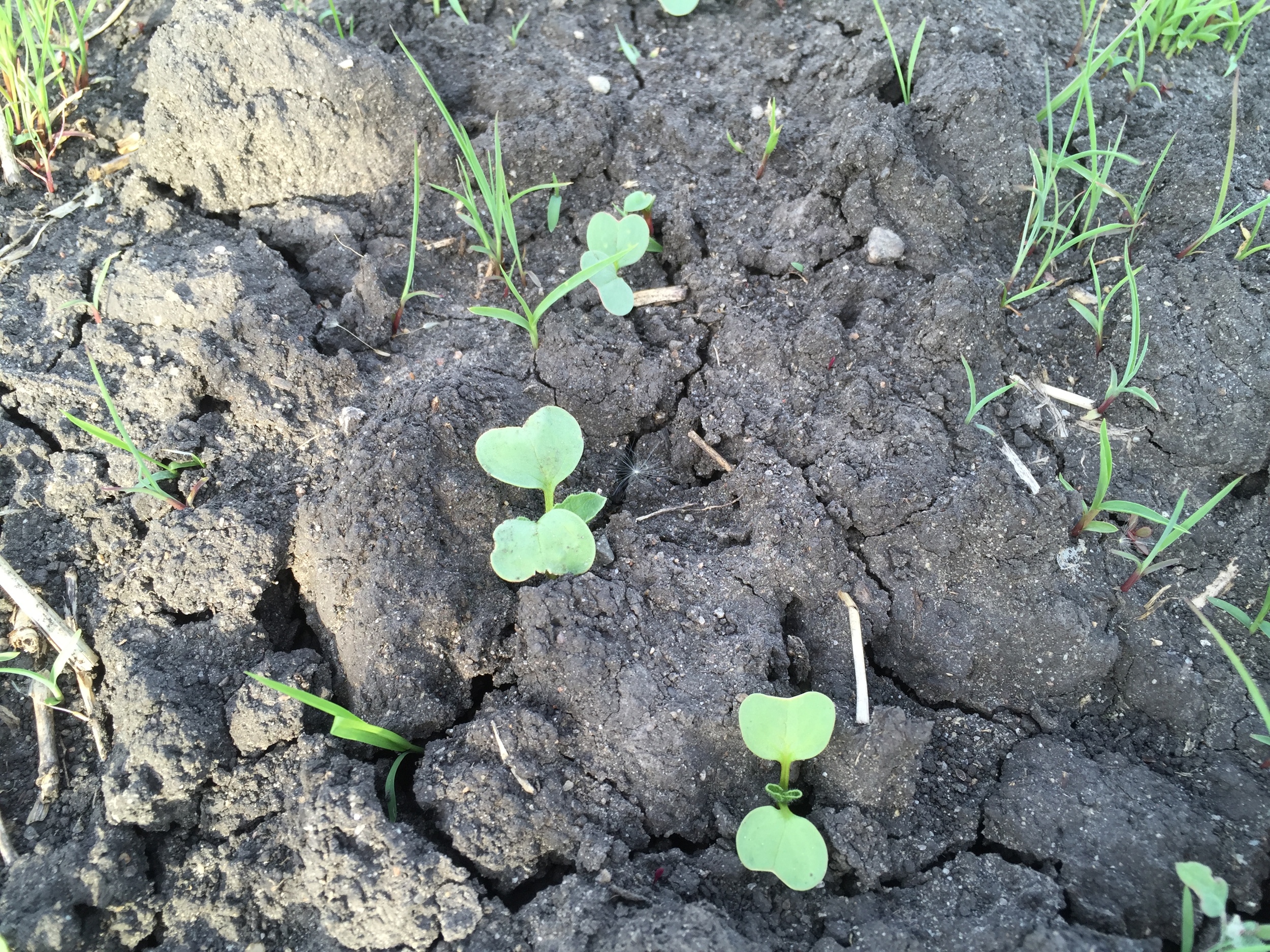  Radishes emerging from the soil. 