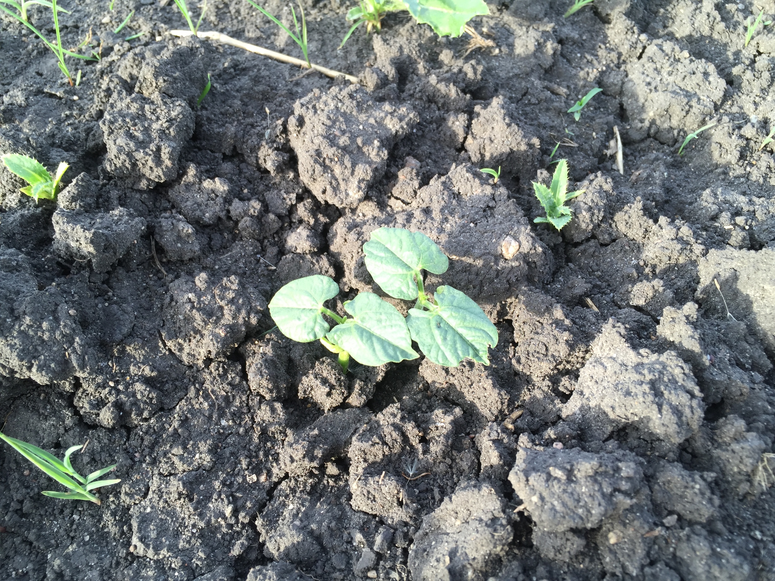  Green Beans emerging from the soil.   