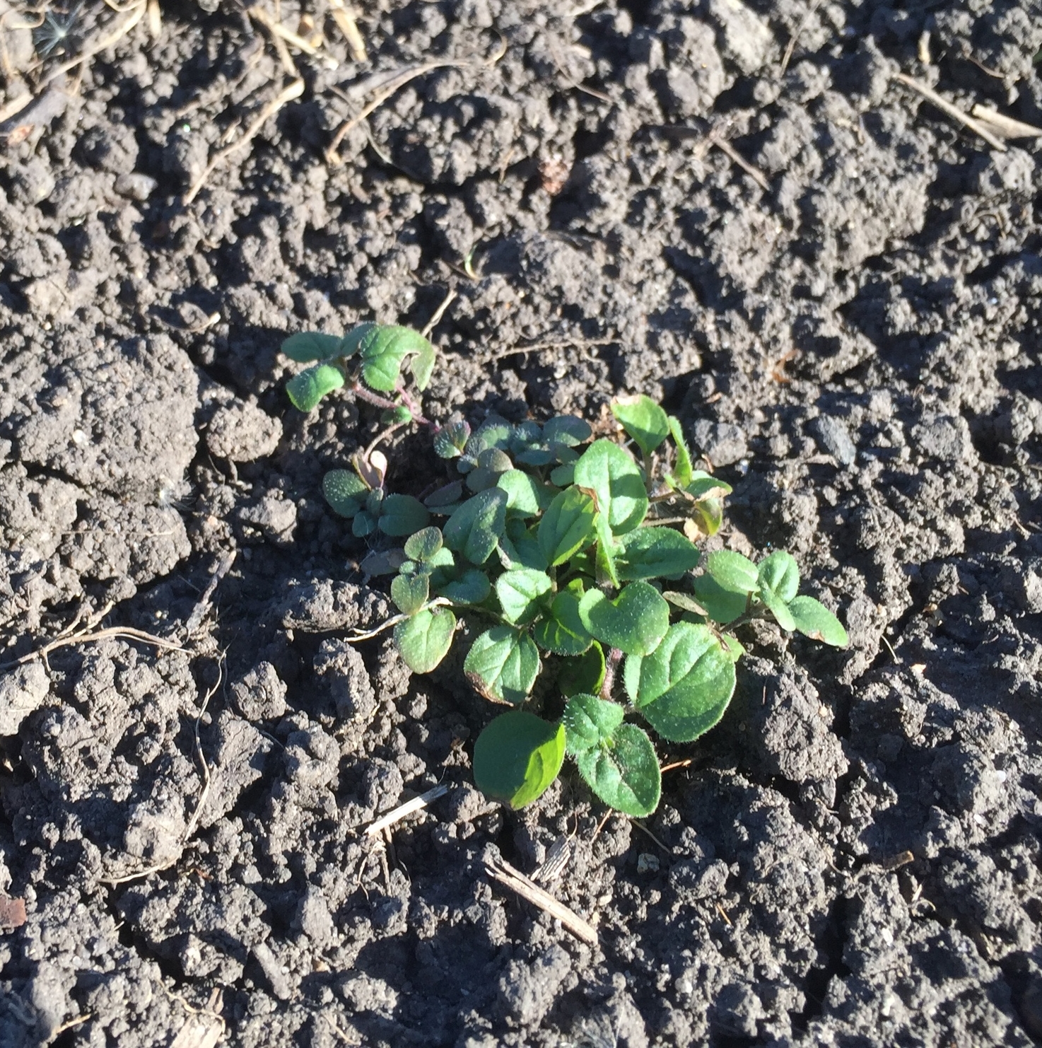  Oregano took transplanting well. 