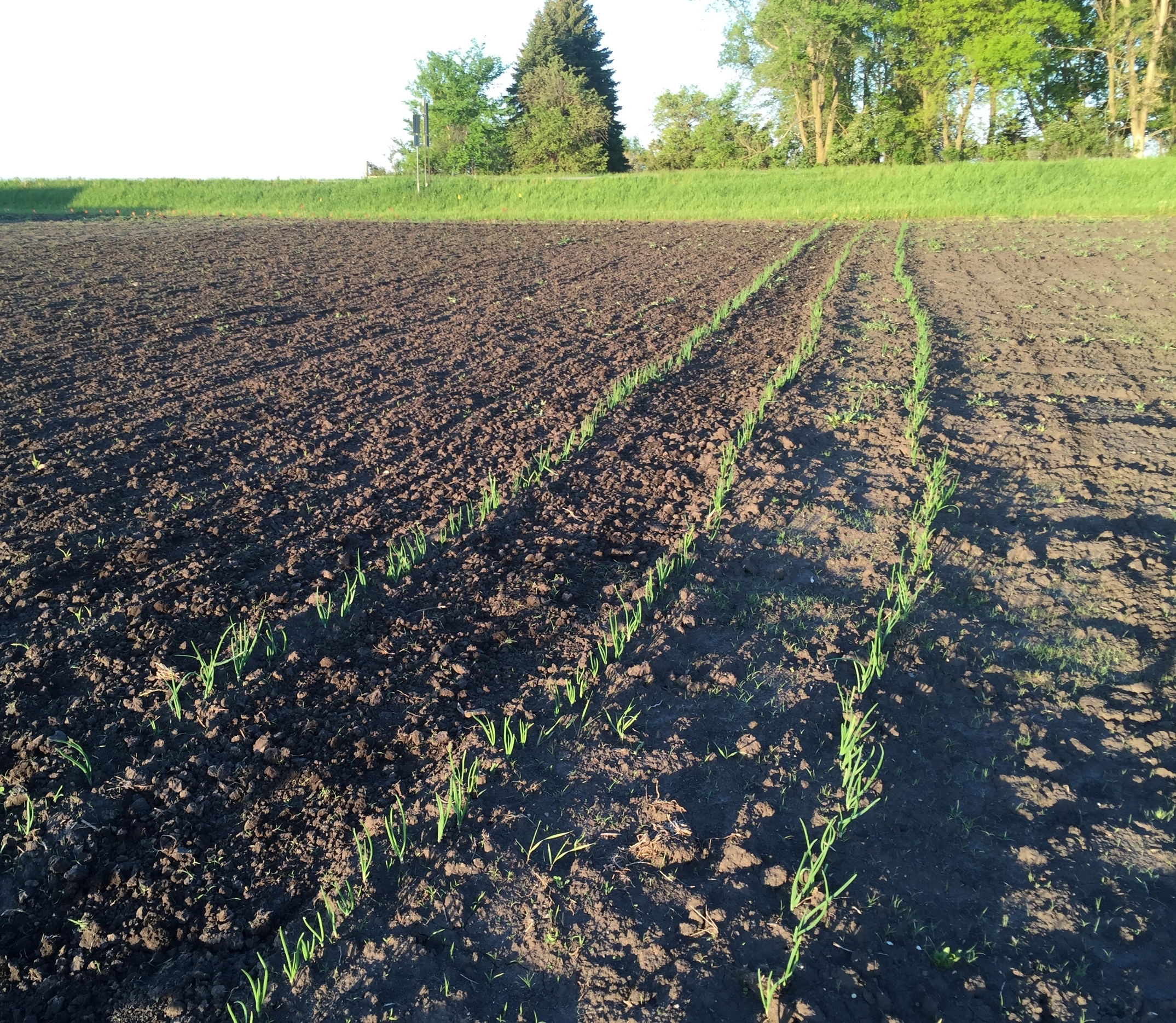  Onions are looking great. 