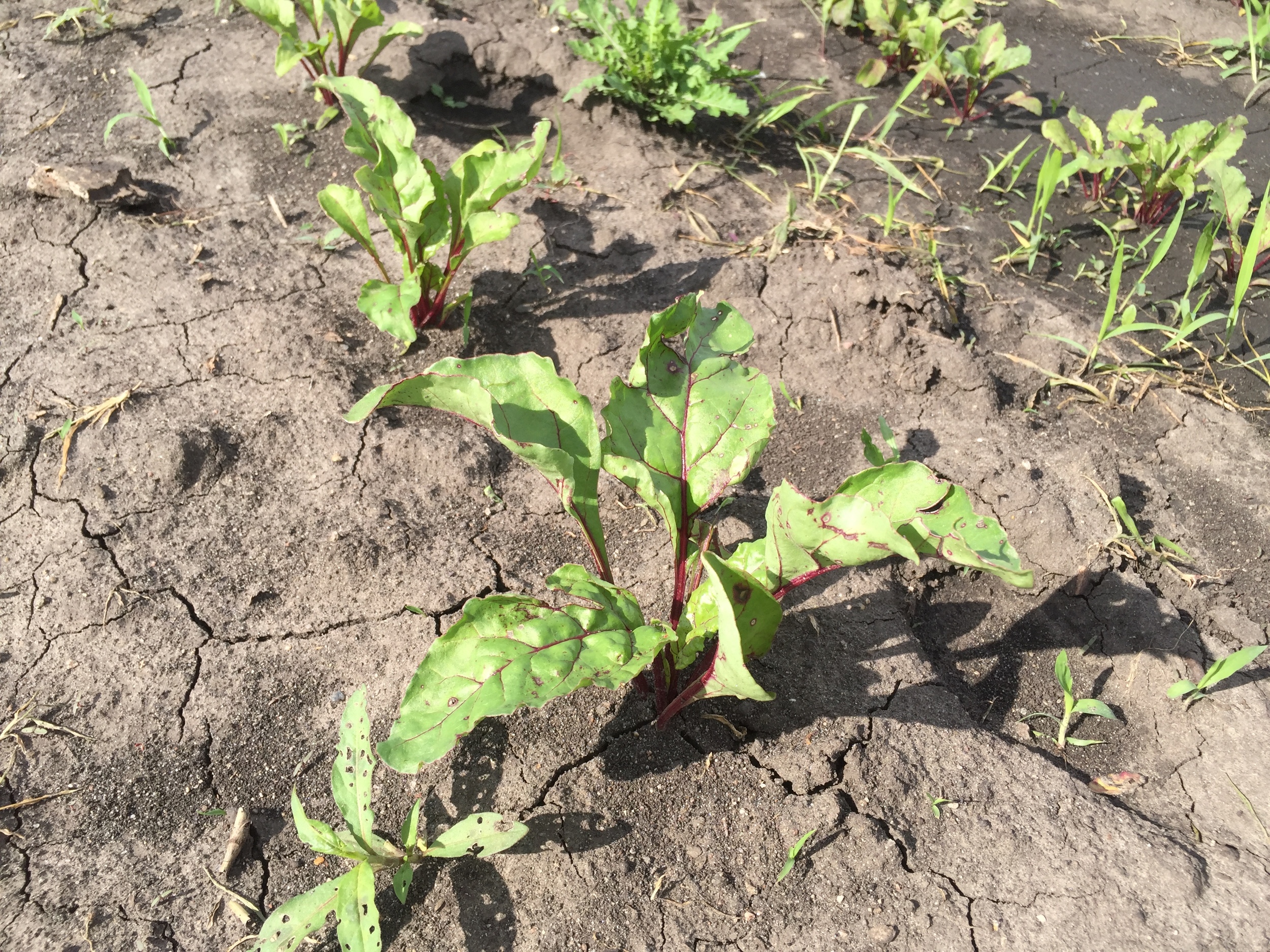  Beets have really come along! 