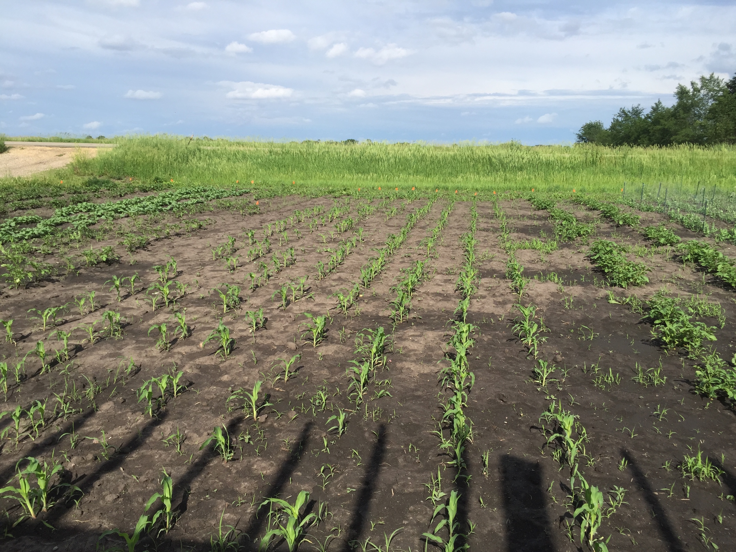  Early sweet corn has fully recovered from frost. 