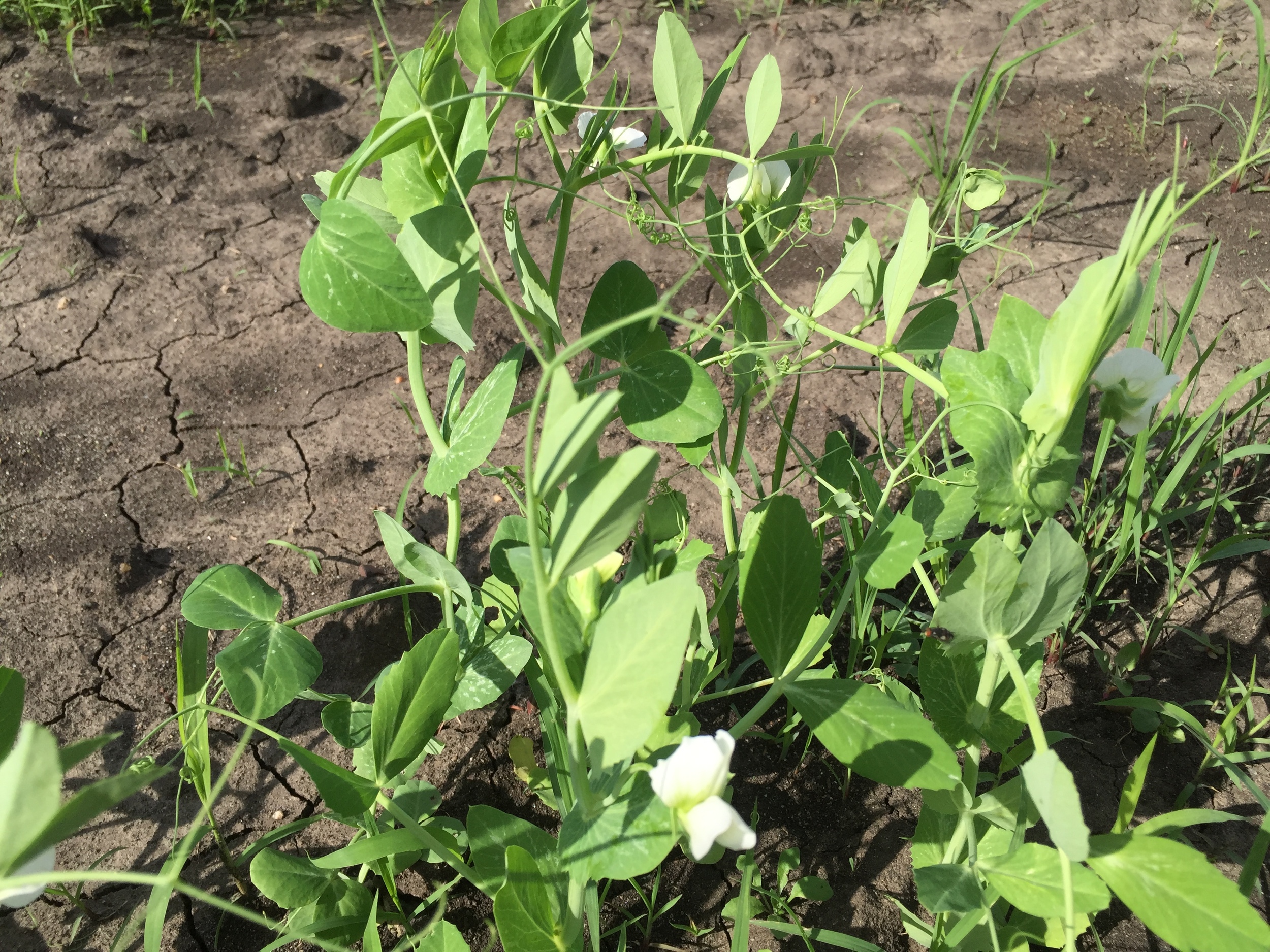  When peas blossom you can estimate edible peas are 3 weeks away. 