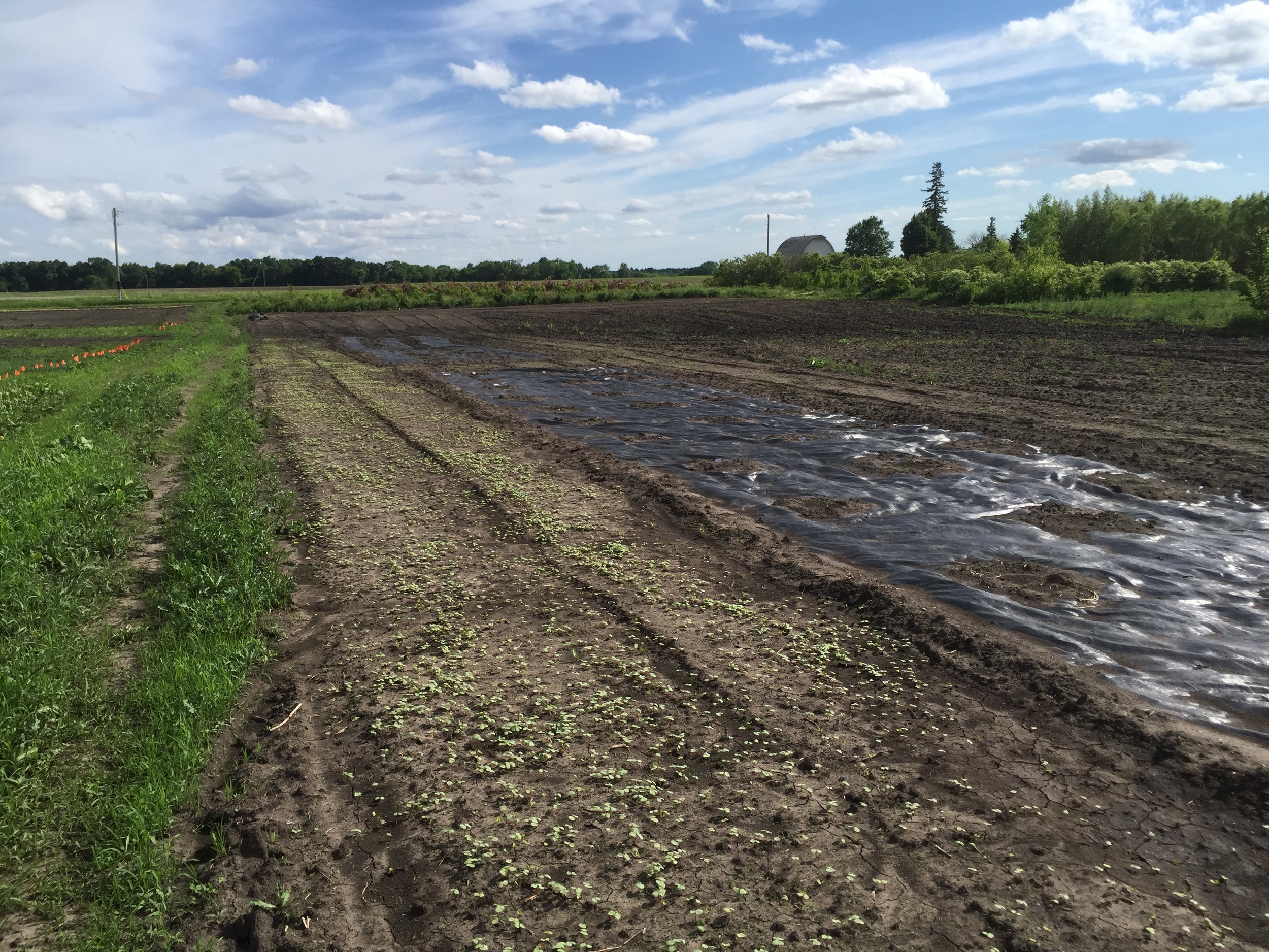  To the left is buckwheat, a cover crop that suppresses weeds and attracts pollinators. To the right is landscape fabric with spaghetti squash and honey dew melon planted. 