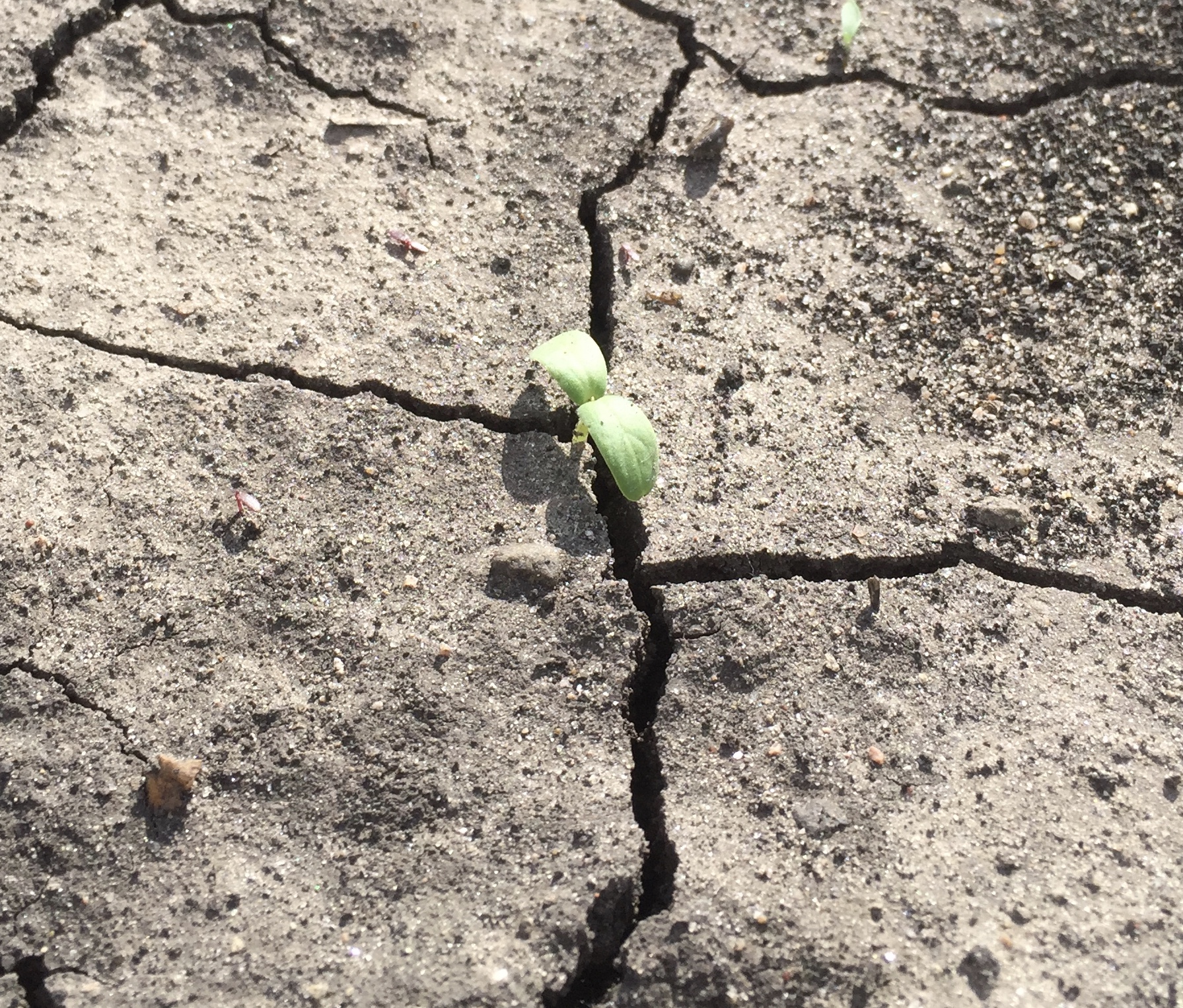  Baby honeydew melon. 