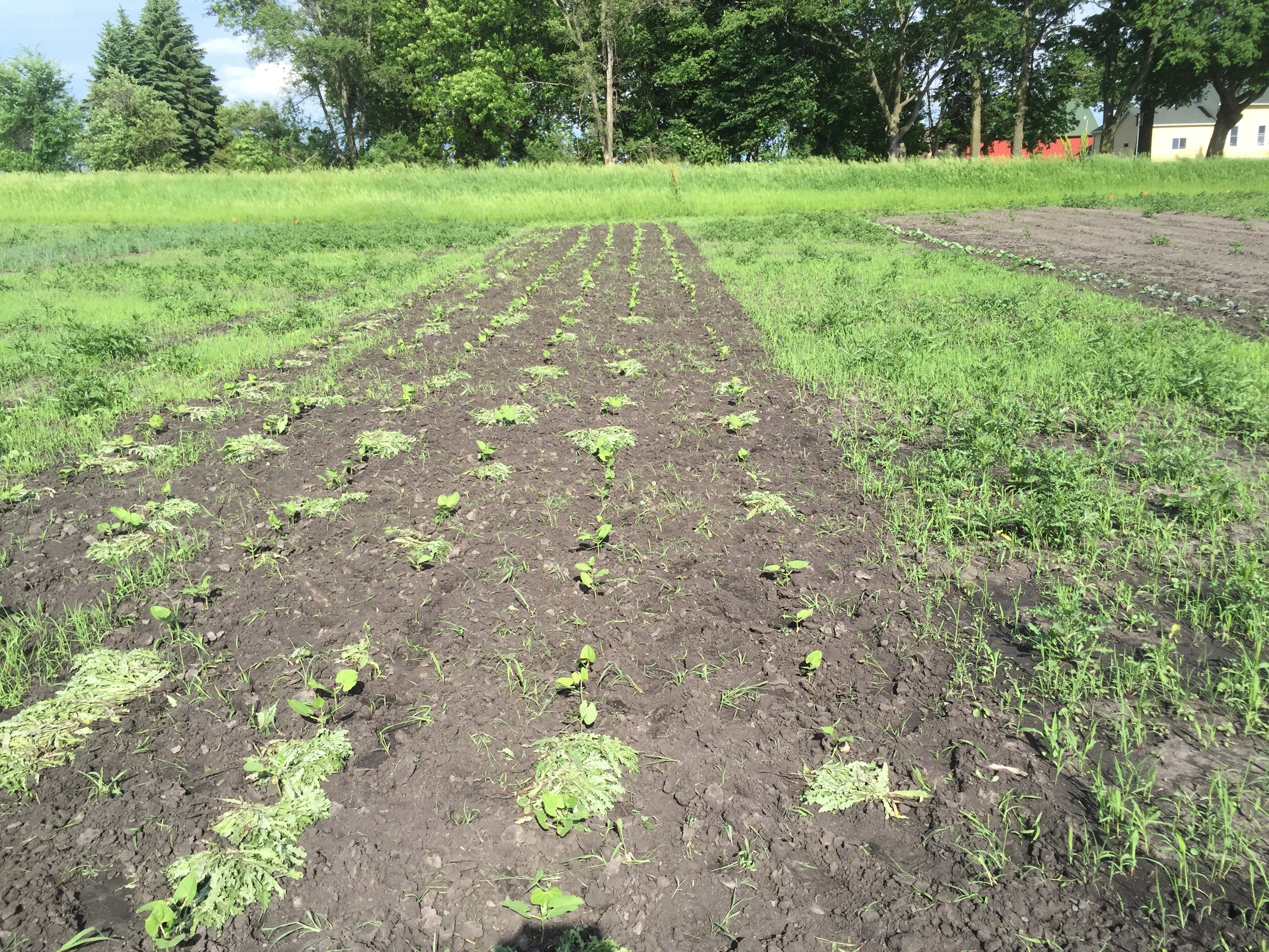  Center: weeded green beans. Left and right: weeds! 