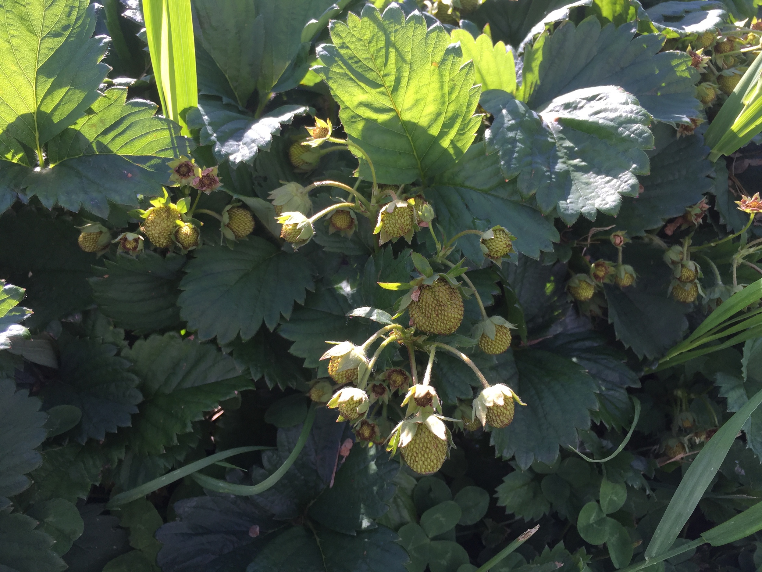  Strawberries are getting close! 