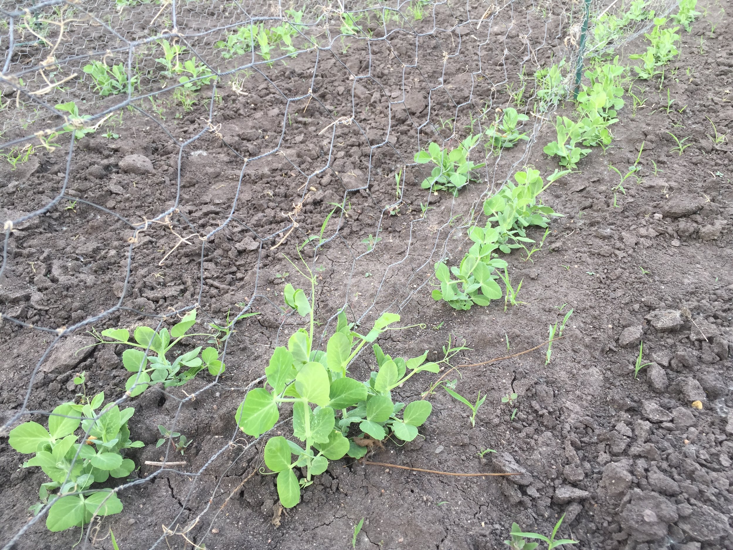  Shelling peas coming in nicely. 