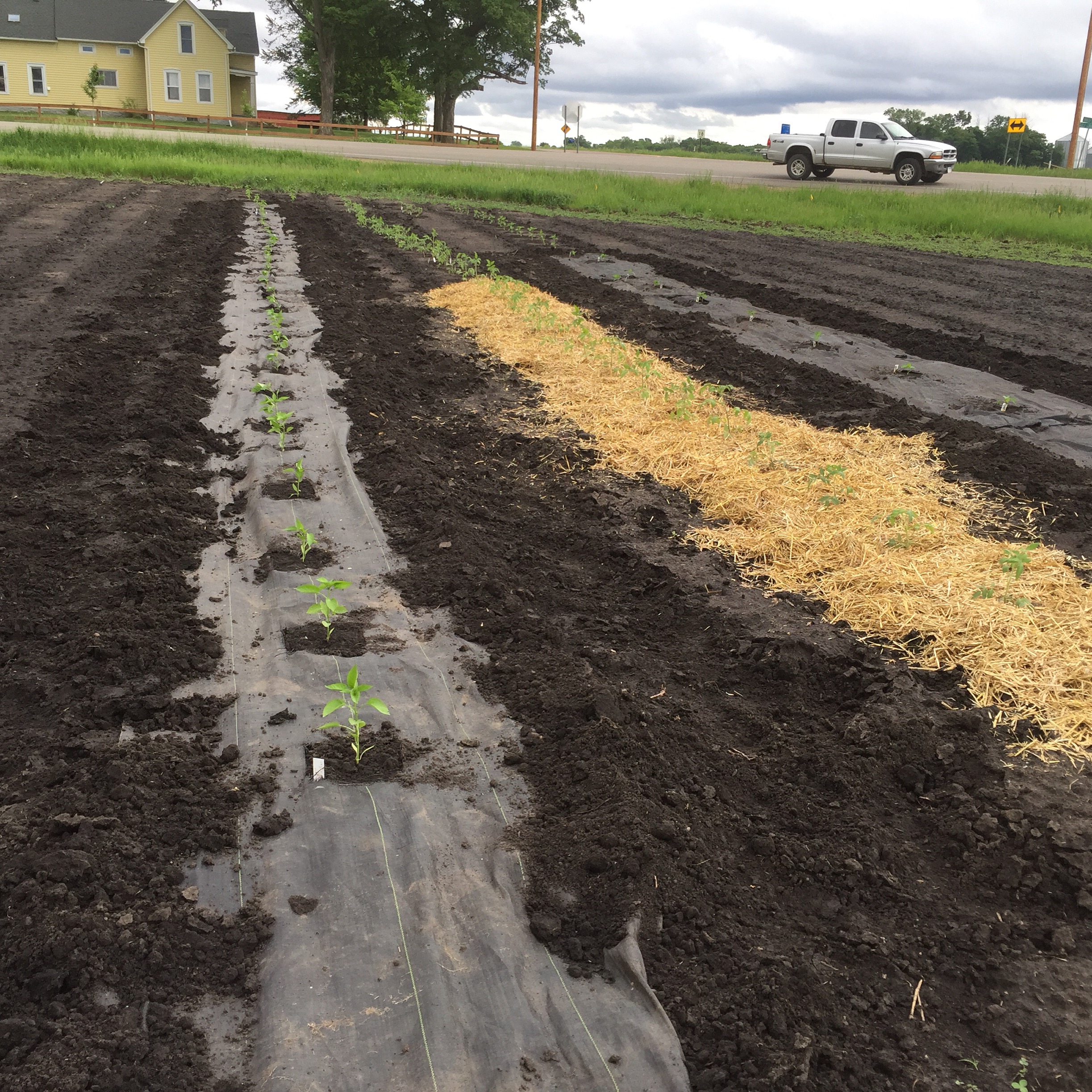  I had to transplant tomatoes in the rain this year. Not the most fun thing I've ever done but the finished work looks good! 