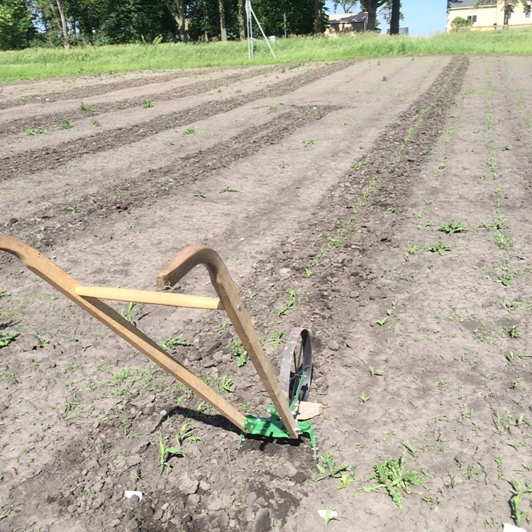  I've always loved the look of a freshly weeded row of sweet corn. The oscillating hoe attached to my wheel hoe makes it a breeze. 