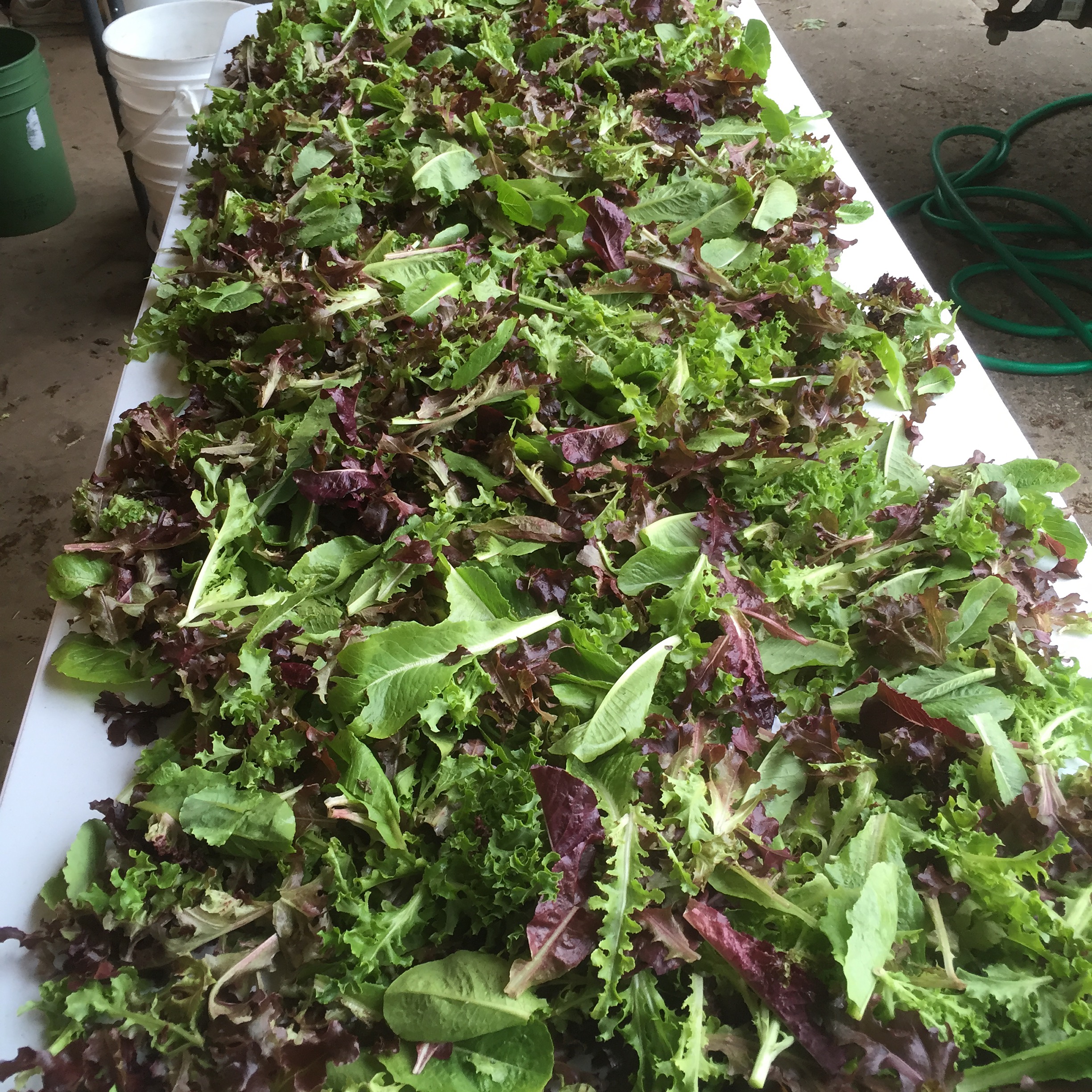  Lettuce mix from Johnny's seeds looks beautiful. 