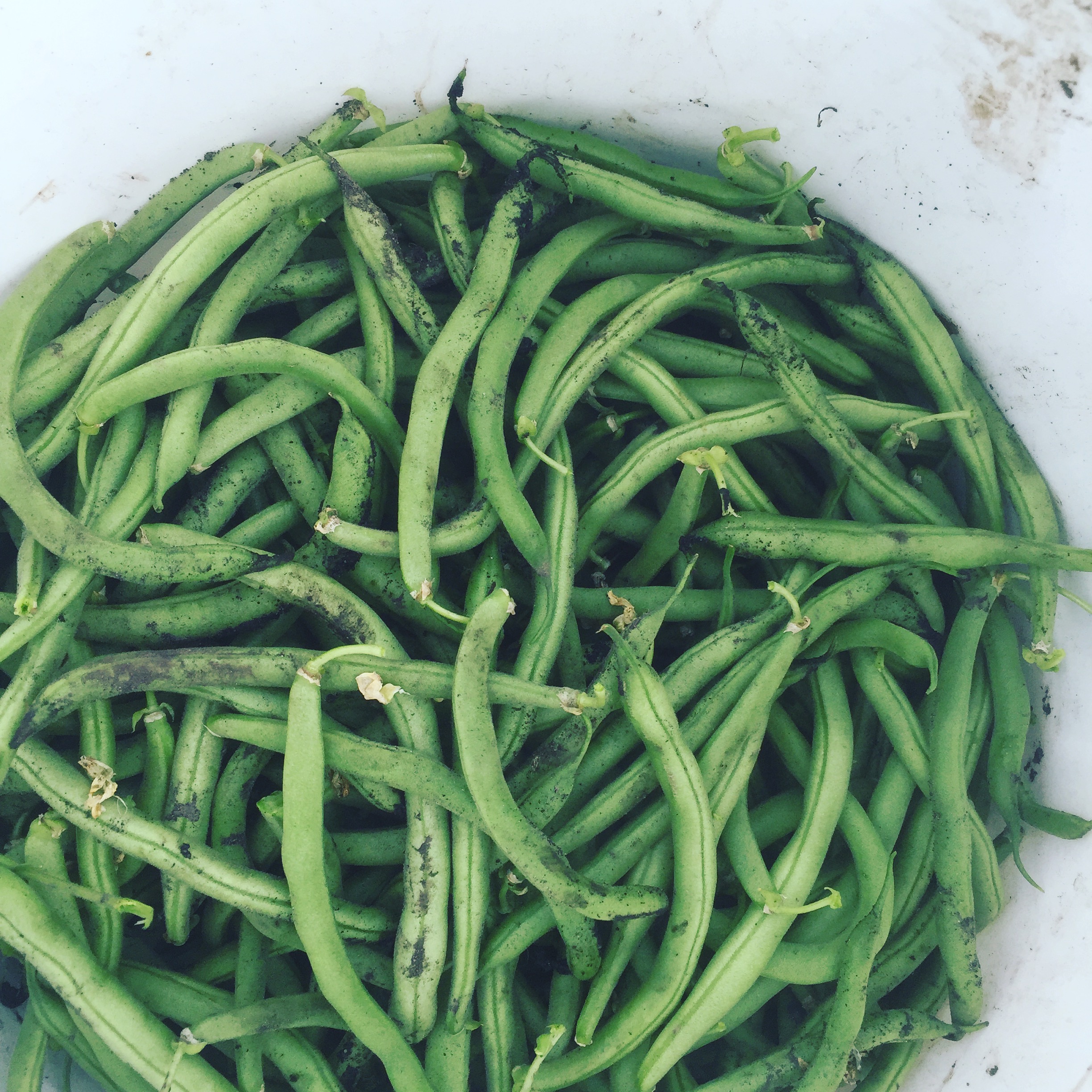  Who doesn't love green bean season? 