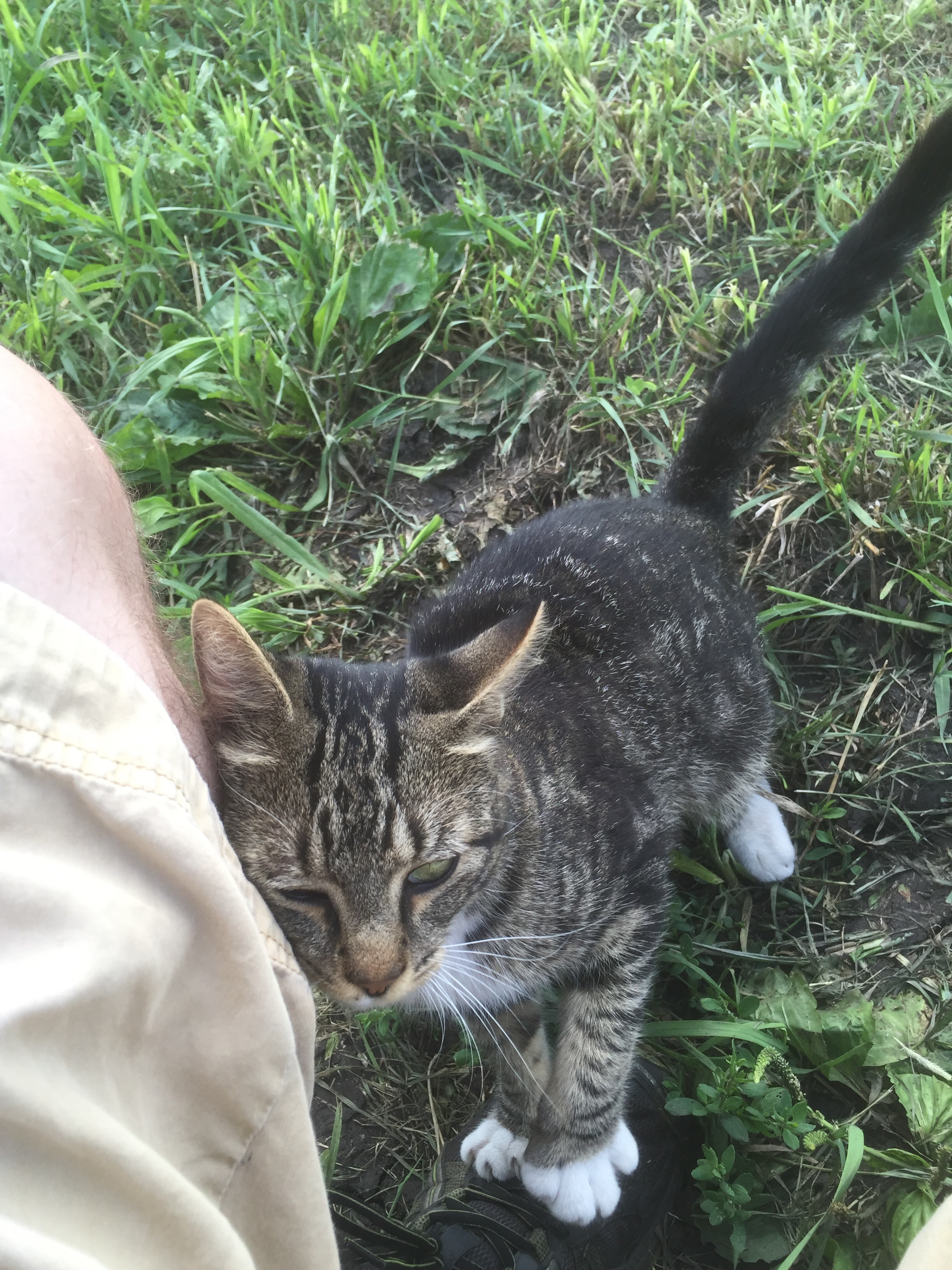  I made a furry friend out at the farm one day this year. Unfortunately, I didn't see him again :( 