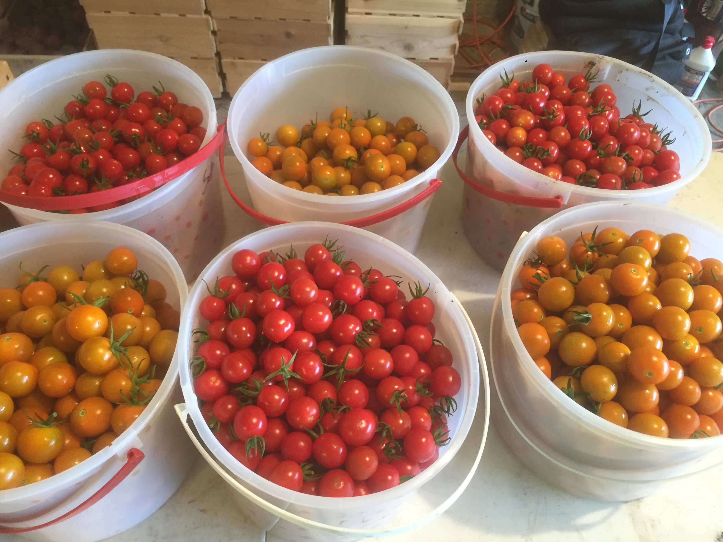  At peak season I would pick around 60lbs of cherry tomatoes a week. 