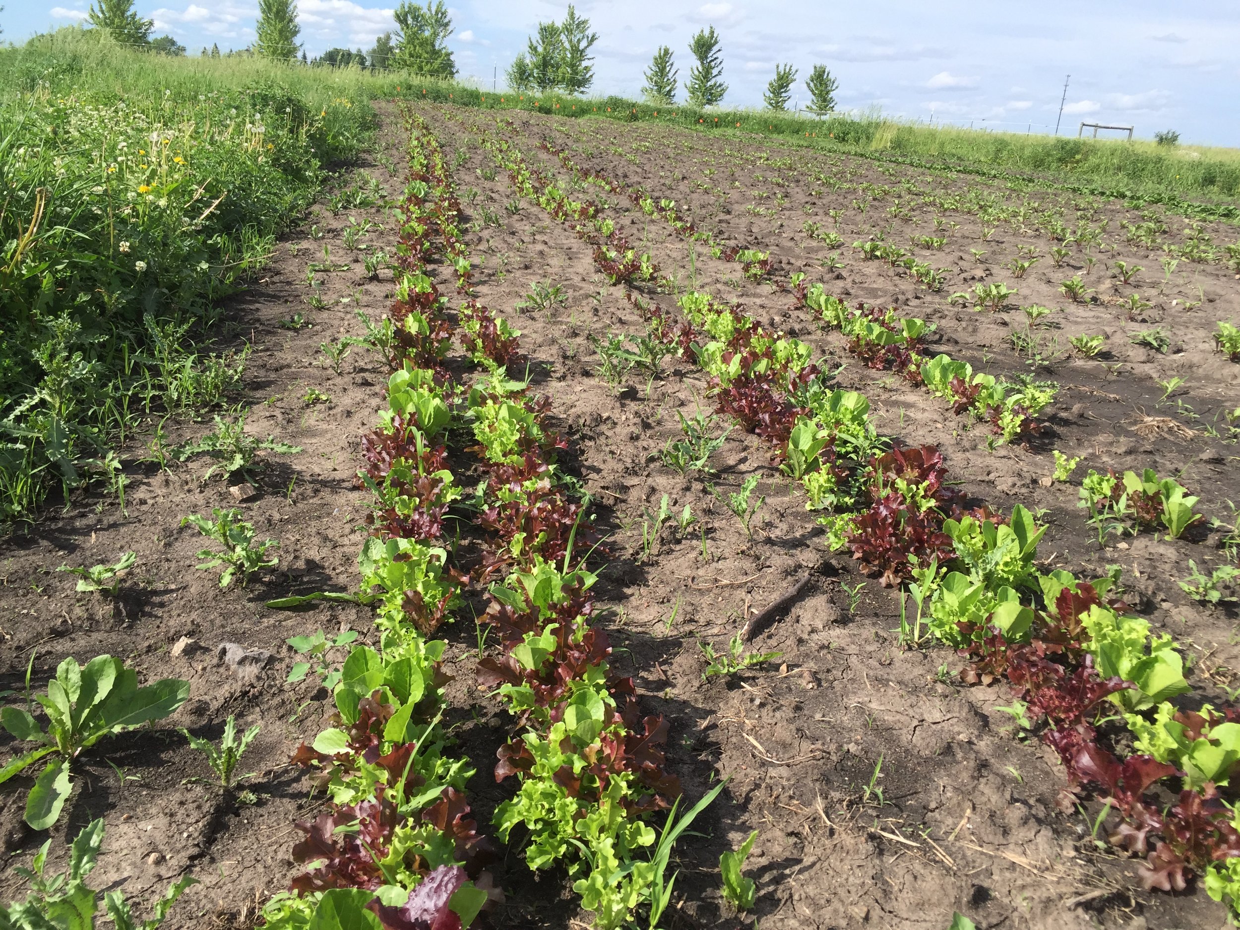  Lettuce mix looks good in the field. 