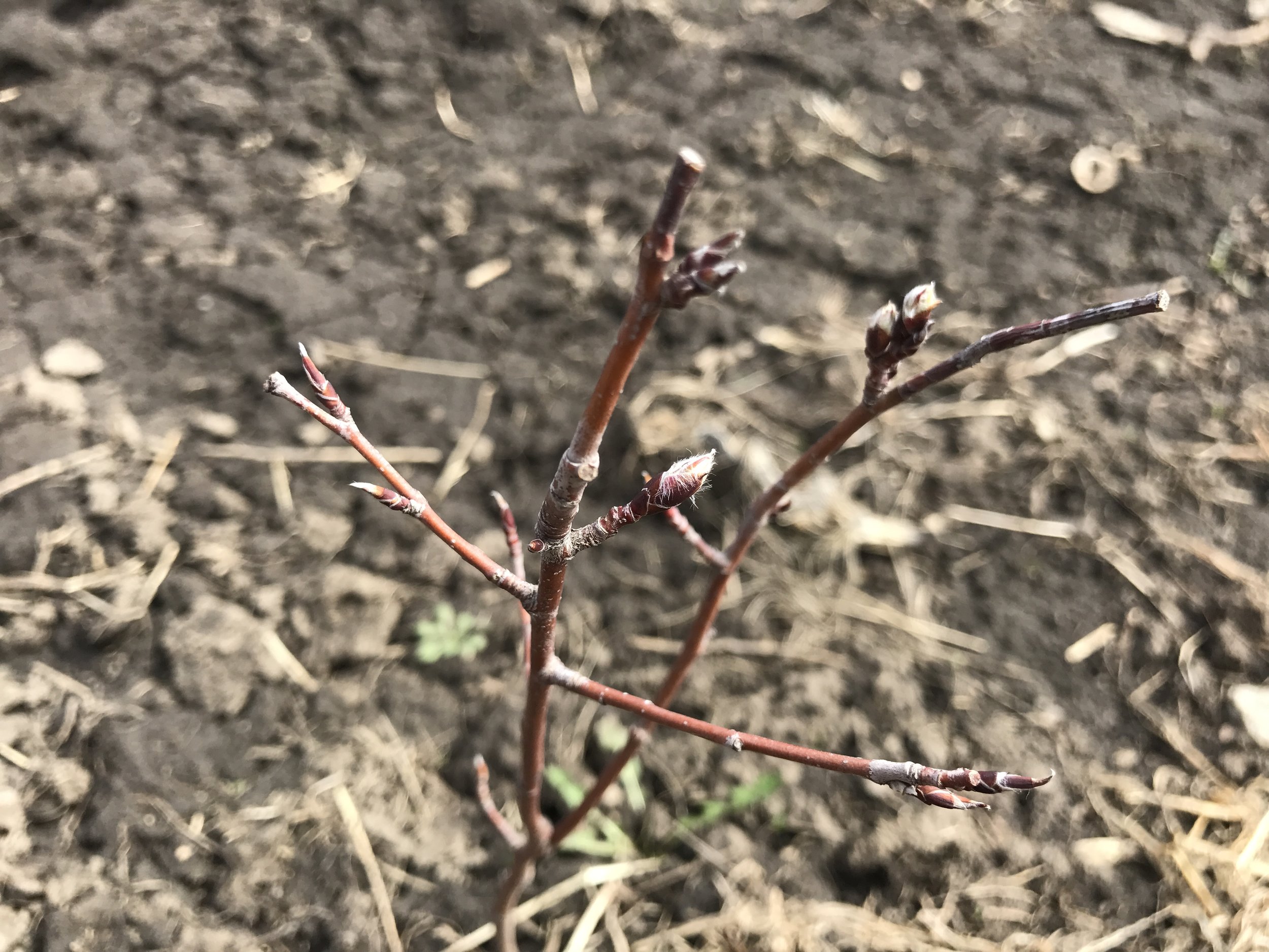  Saskatoon berries are budding. 