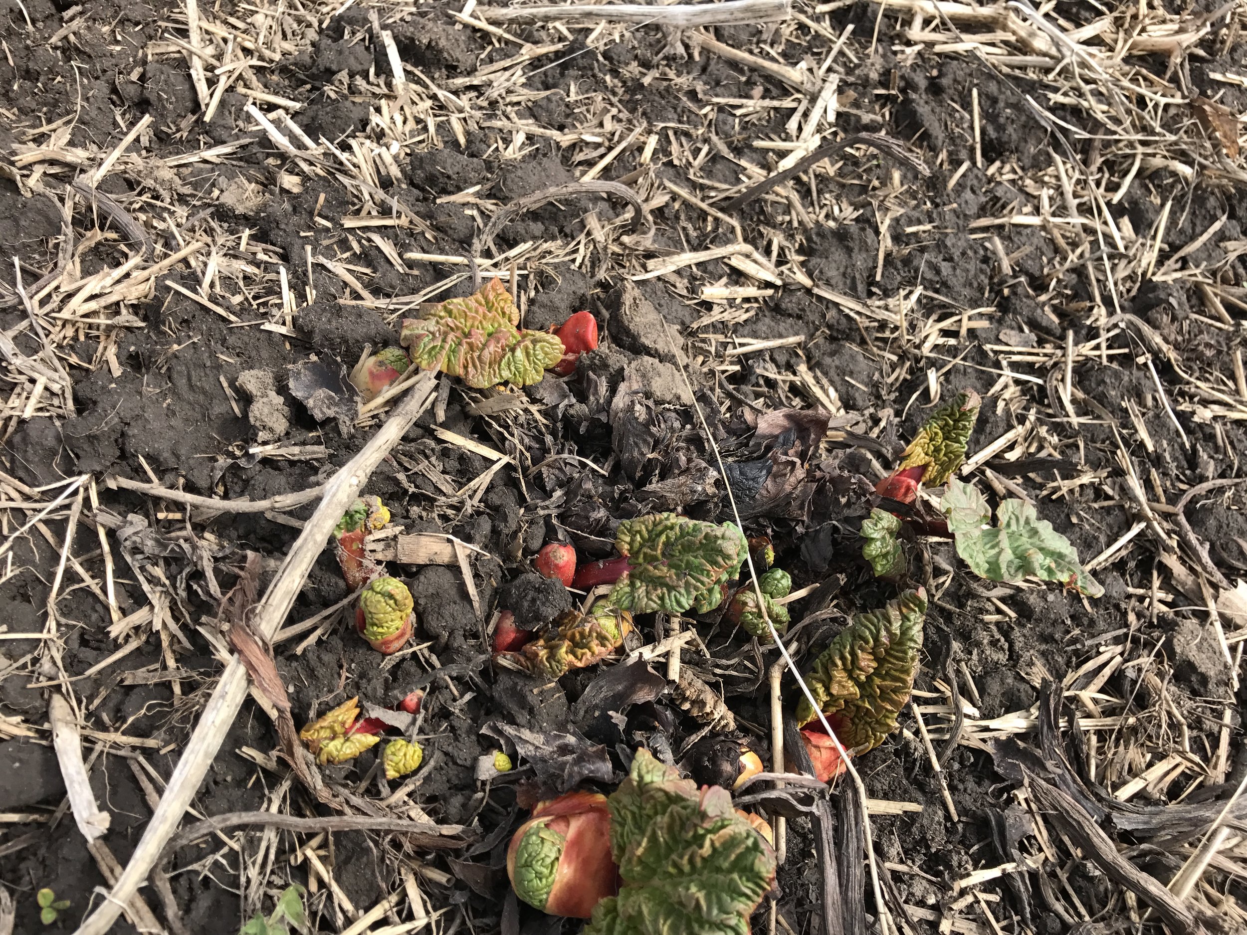  Rhubarb emerging from it's winter slumber. 