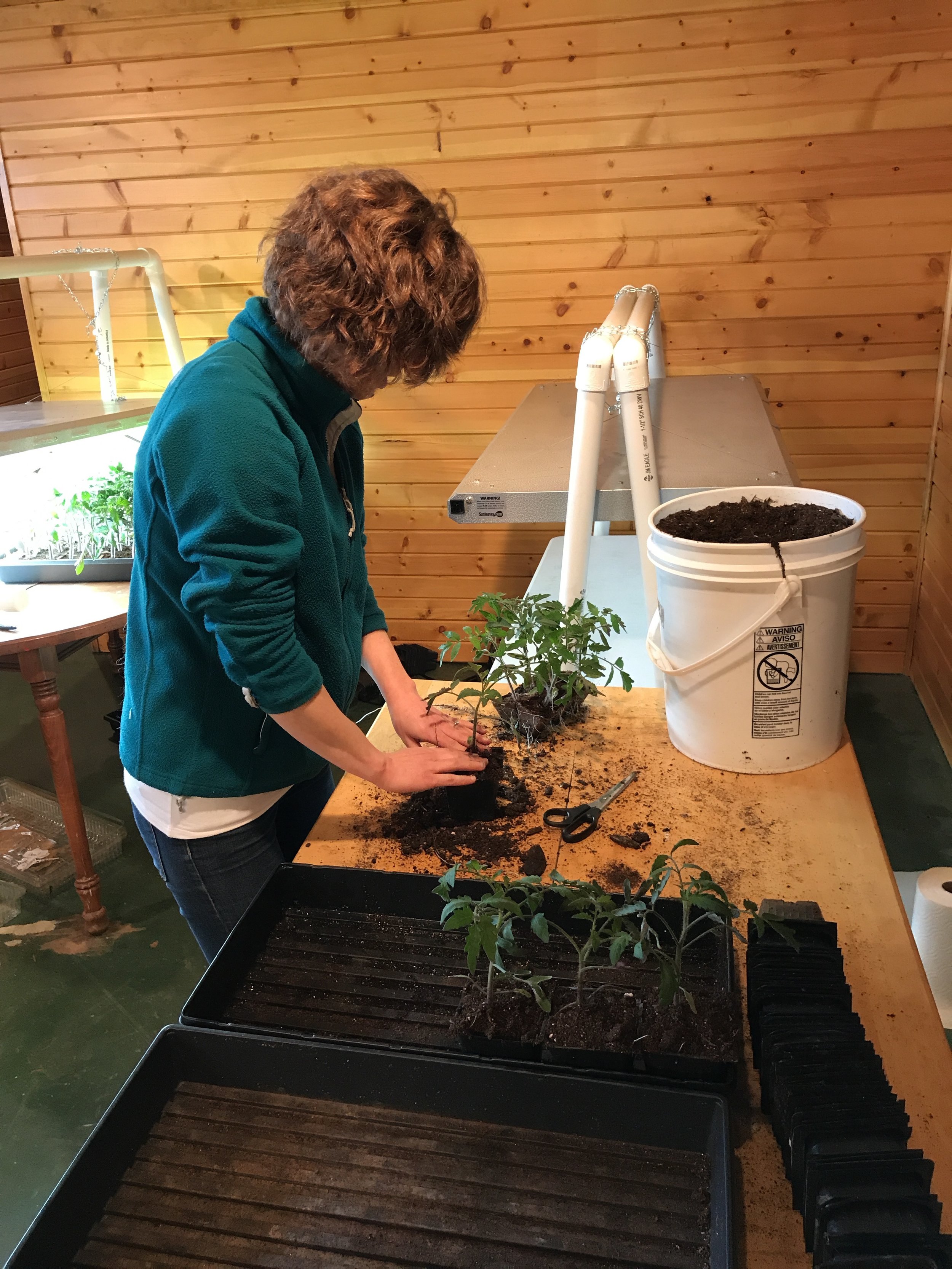  Lara is working on re-potting tomatoes in this picture. Our transplants have grown too large for their pots so we move them to larger pots since it's too early to plant them outdoors. 