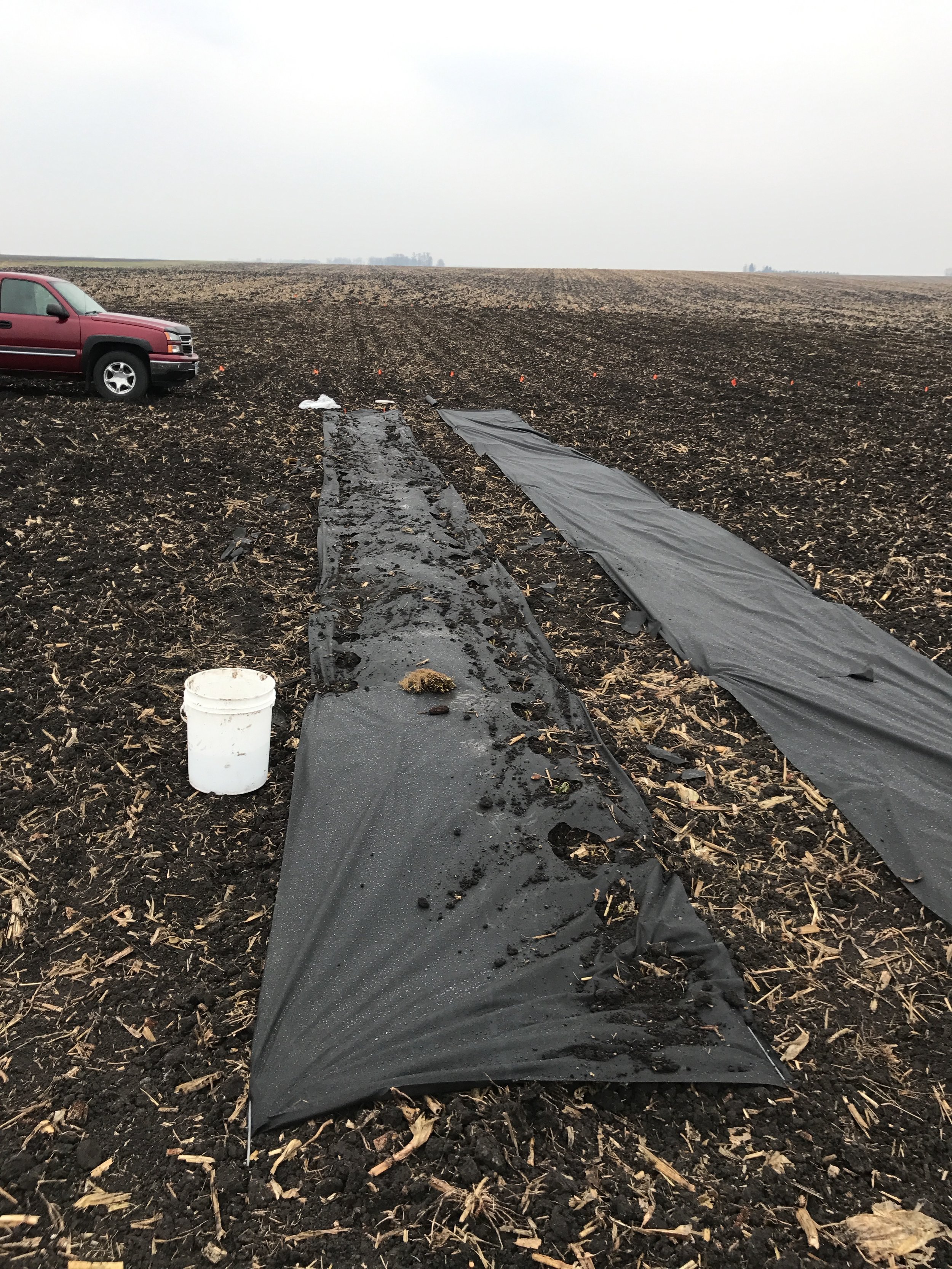 Strawberry planting