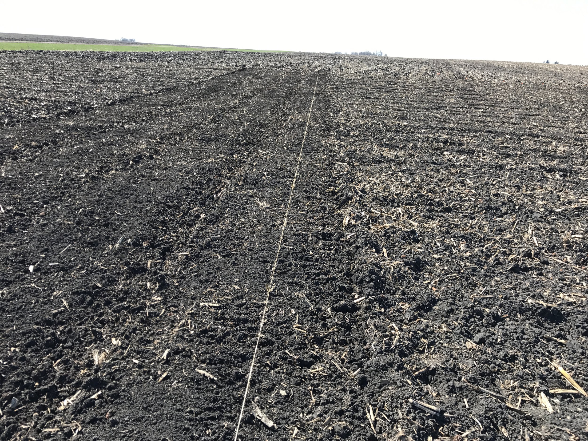  A nice straight row. The plants don't care if it's straight or now but certainly helps us humans keep organized. 