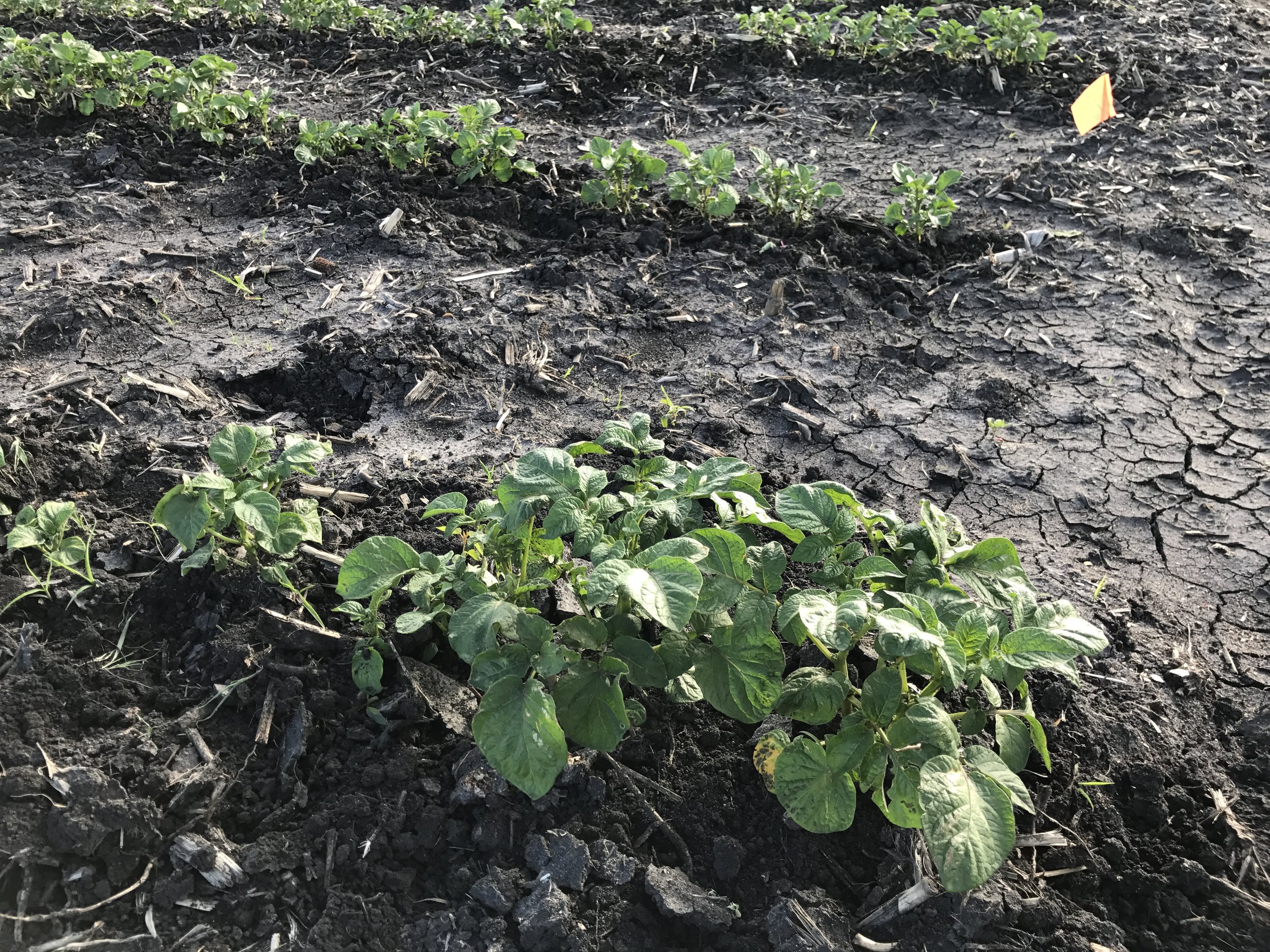  These potatoes have really grown in the past week! 