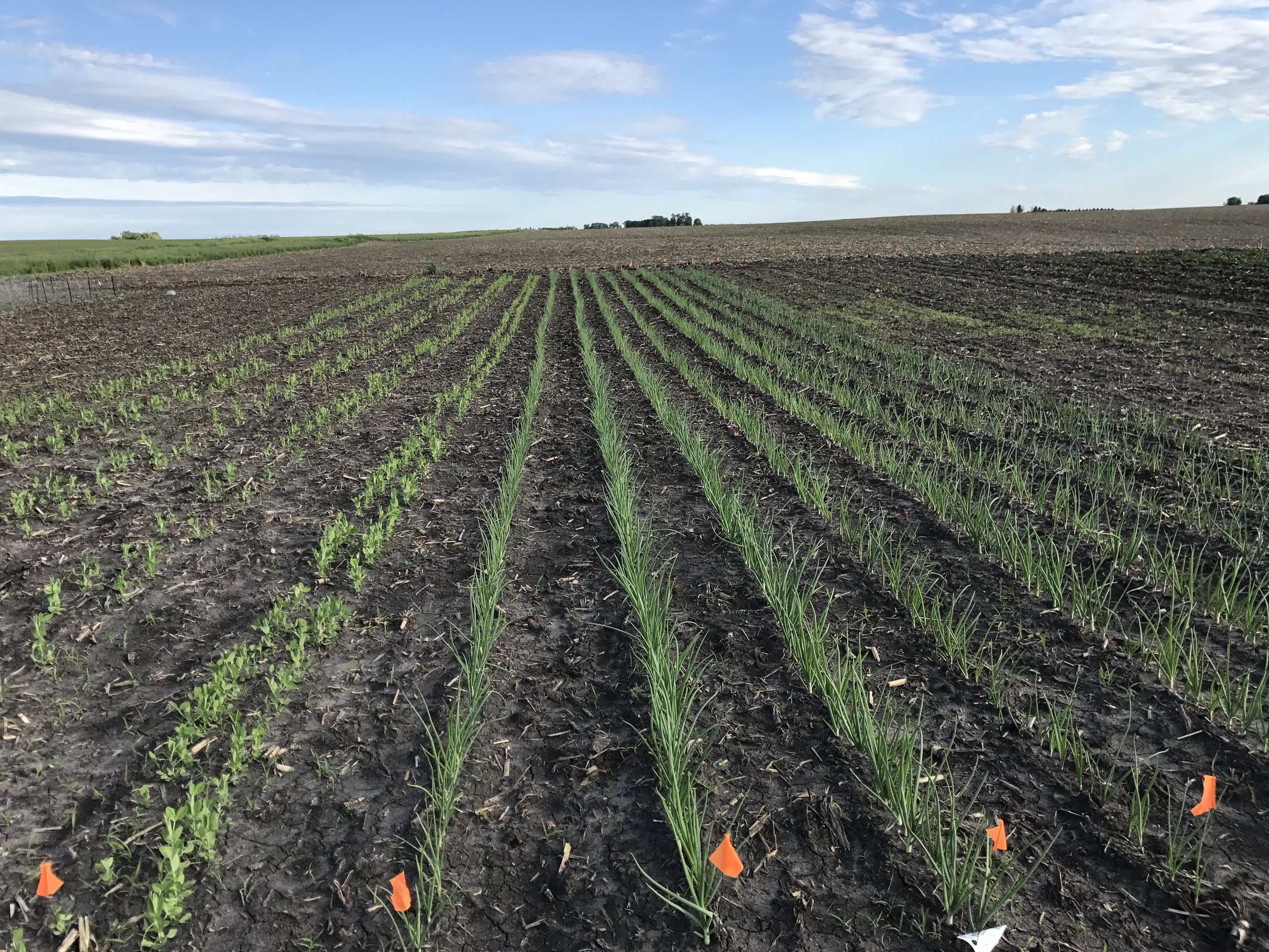  On the right are our rows of onions - they look absolutely beautiful! To the left are sugar snap peas. 