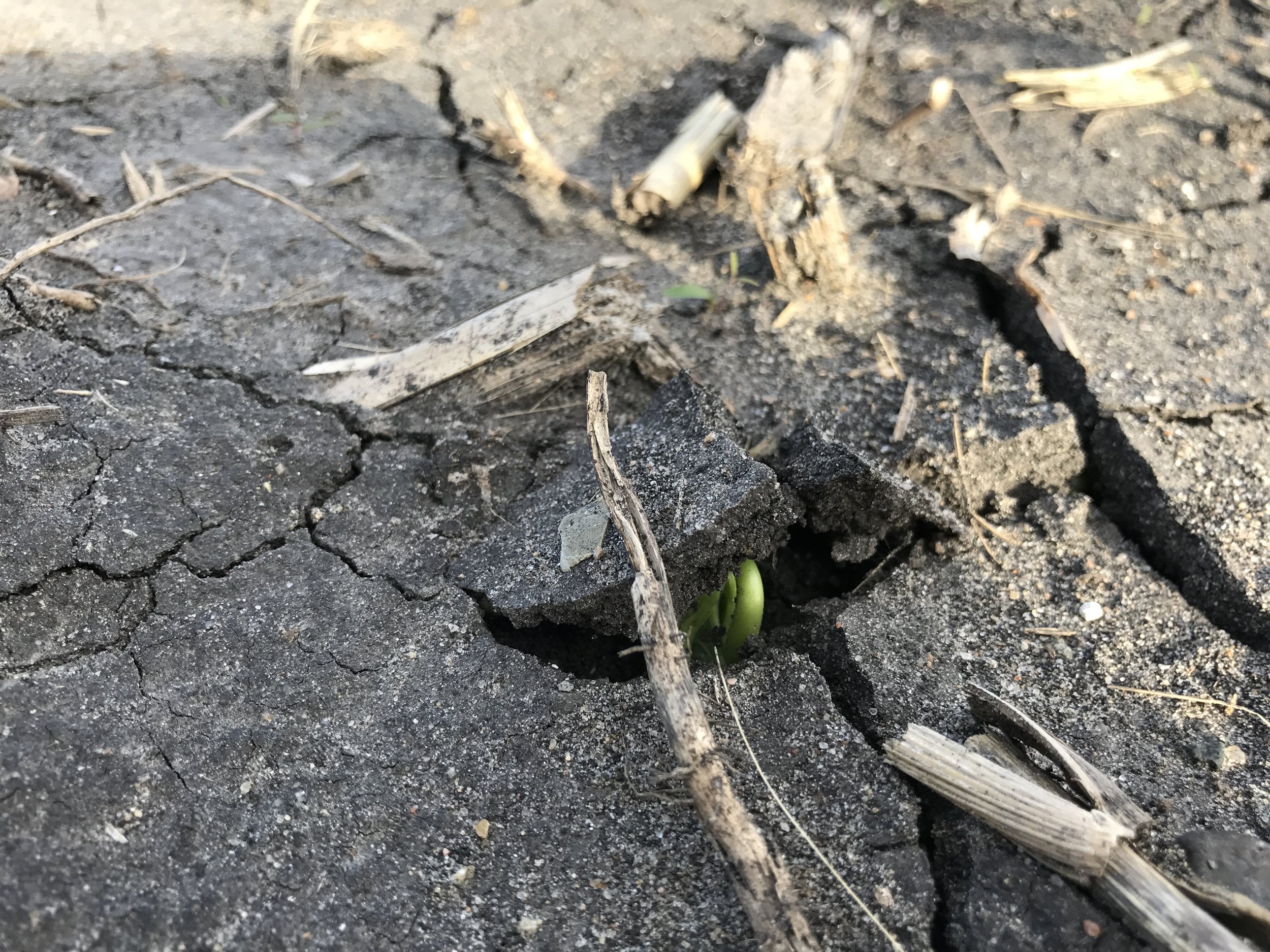  Green bean busting through the topsoil. I'm always amazed at how strong plants are. 