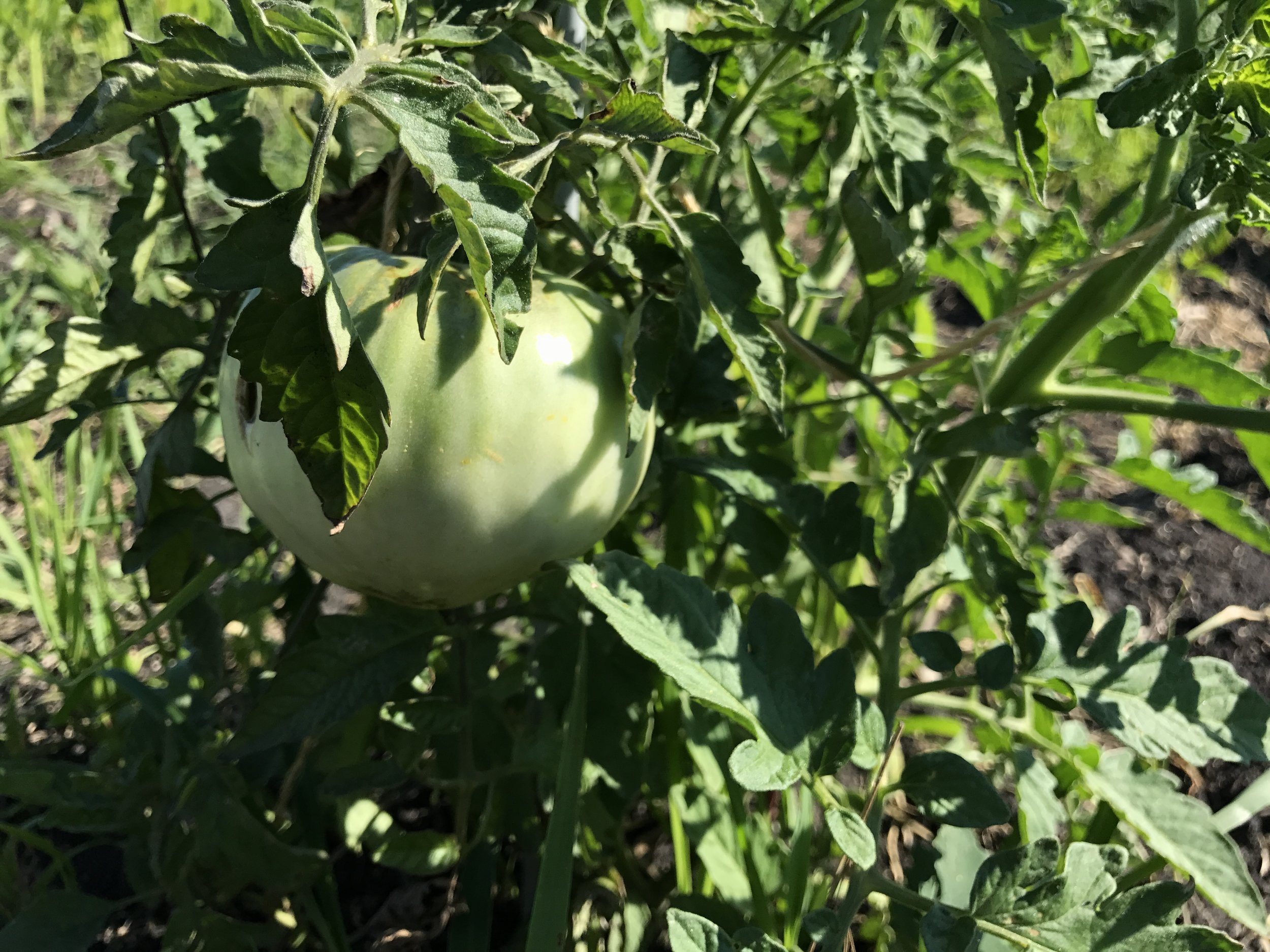  This tomato is about the size of a baseball already! 