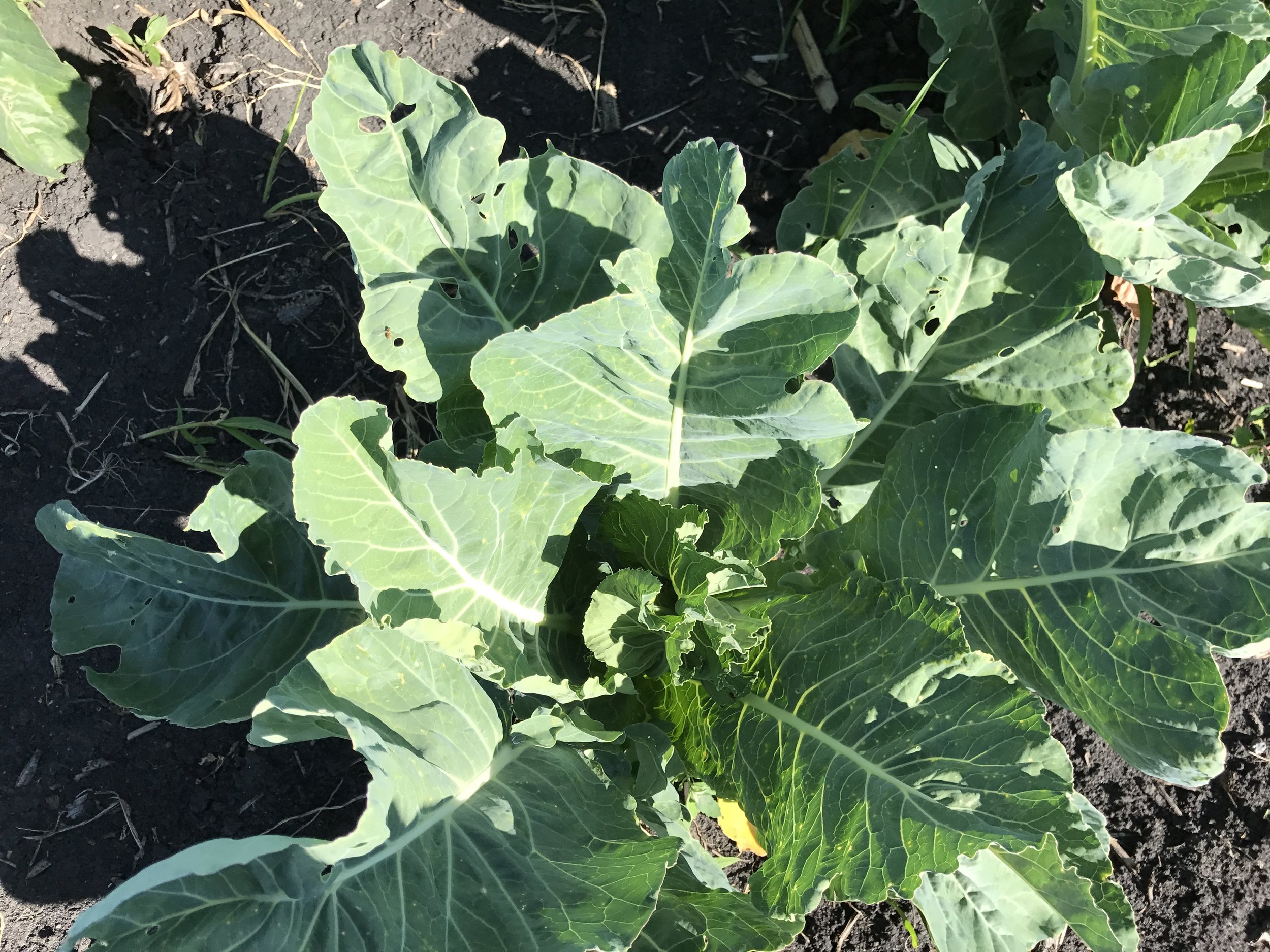  This is our cauliflower plant. The leaves are already curling in and around where the cauliflower head will form. 