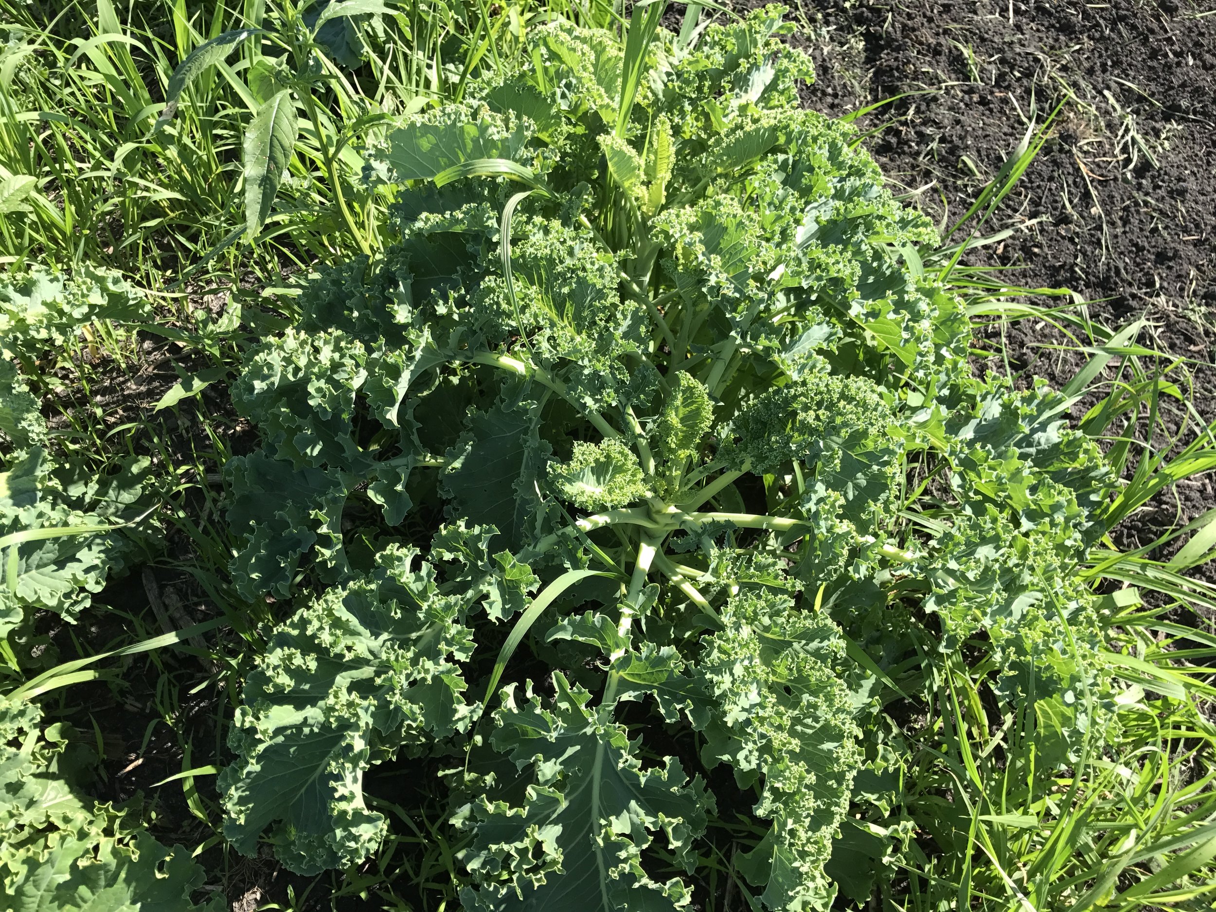  Kale is looking good! 