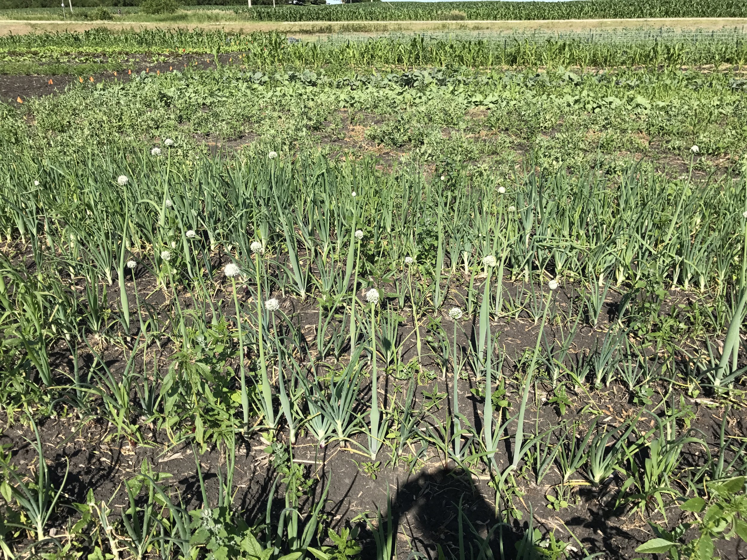  Onions. The white orbs you see are flower bulbs. 