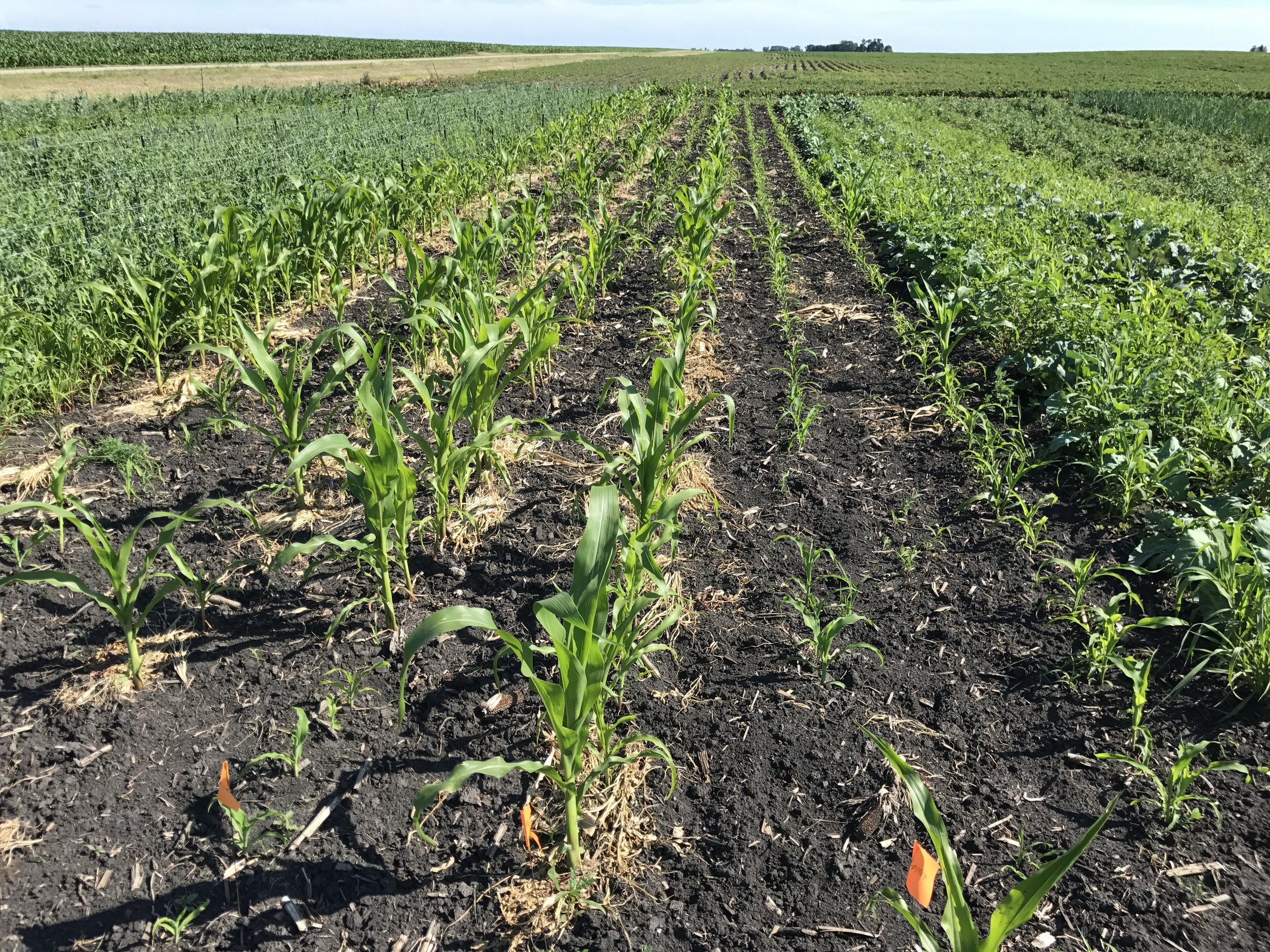  This is our popcorn. We had to replant some of it due to rodent damage. They ran down the row and at all the seed. 