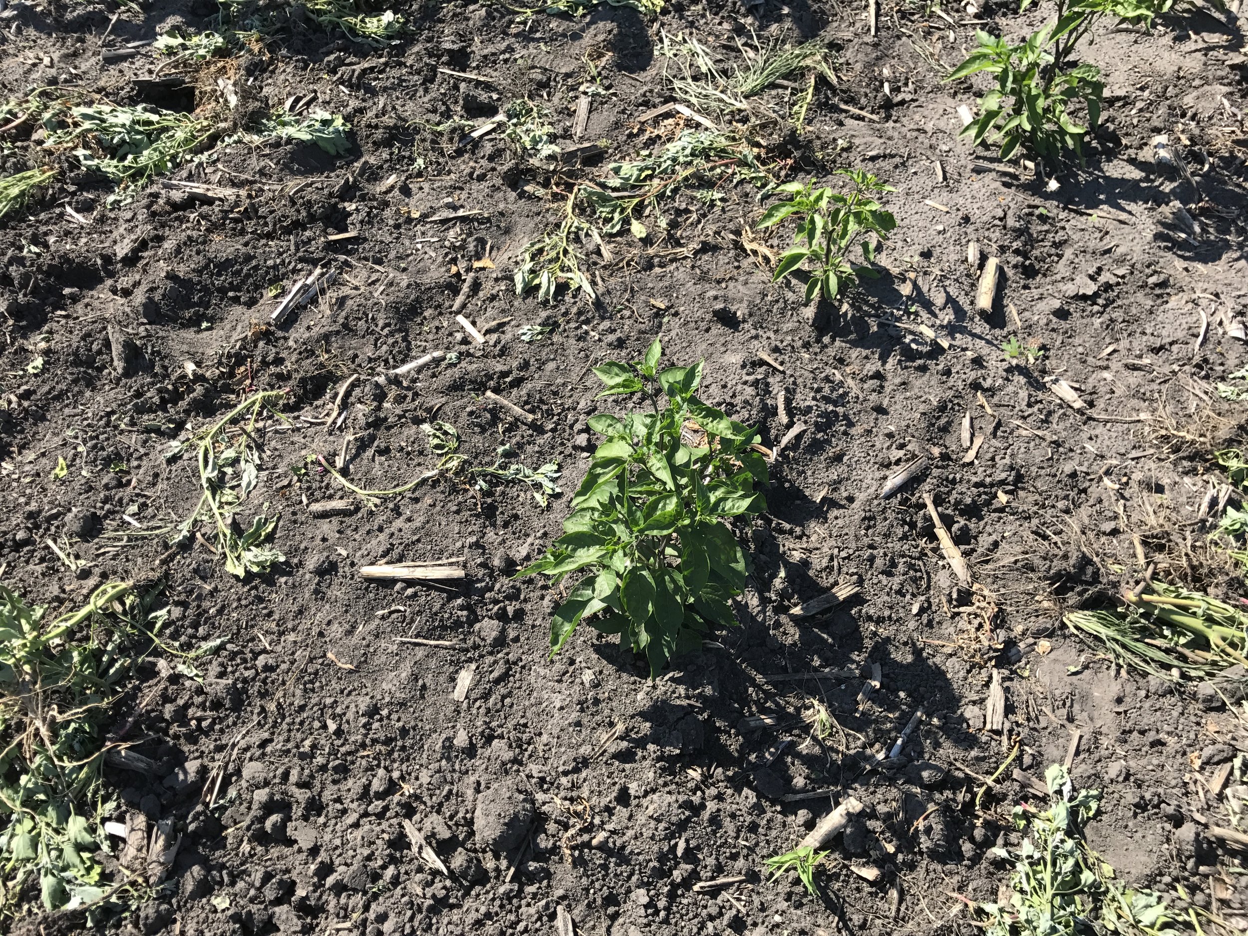  Pepper plants! 