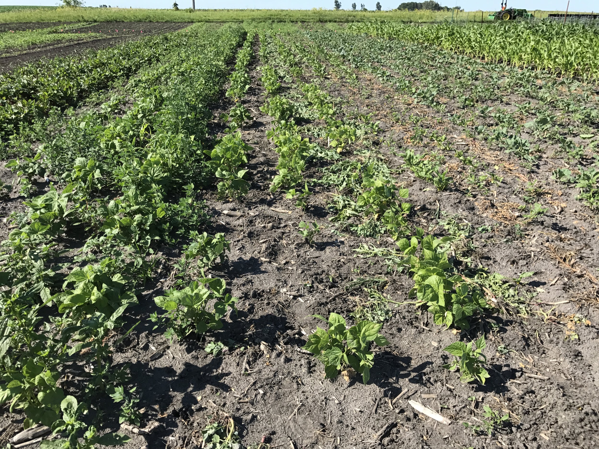  Recently weeded green beans right, weedy green beans left. 