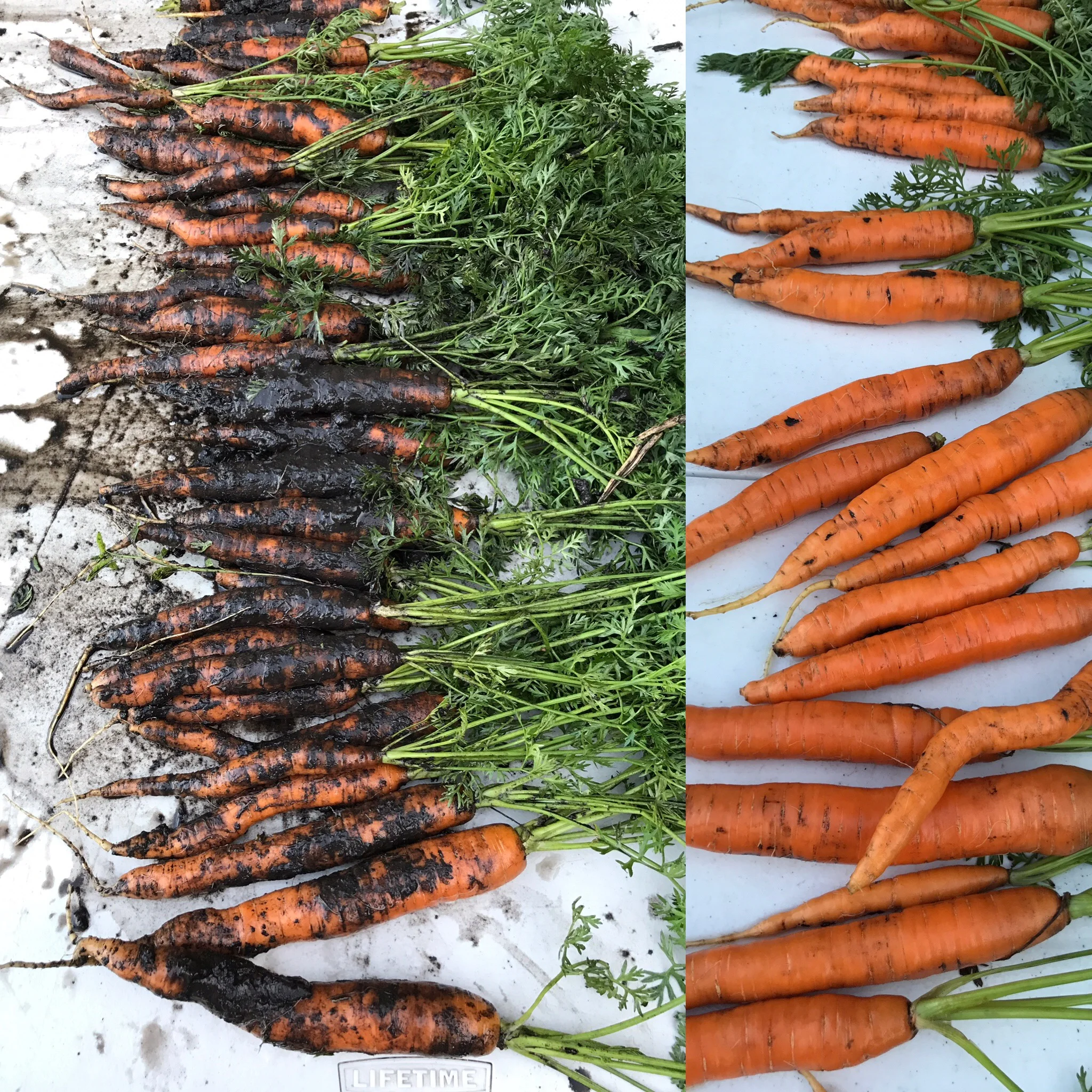 Our Produce Safety Practices — Cedar Crate Farm