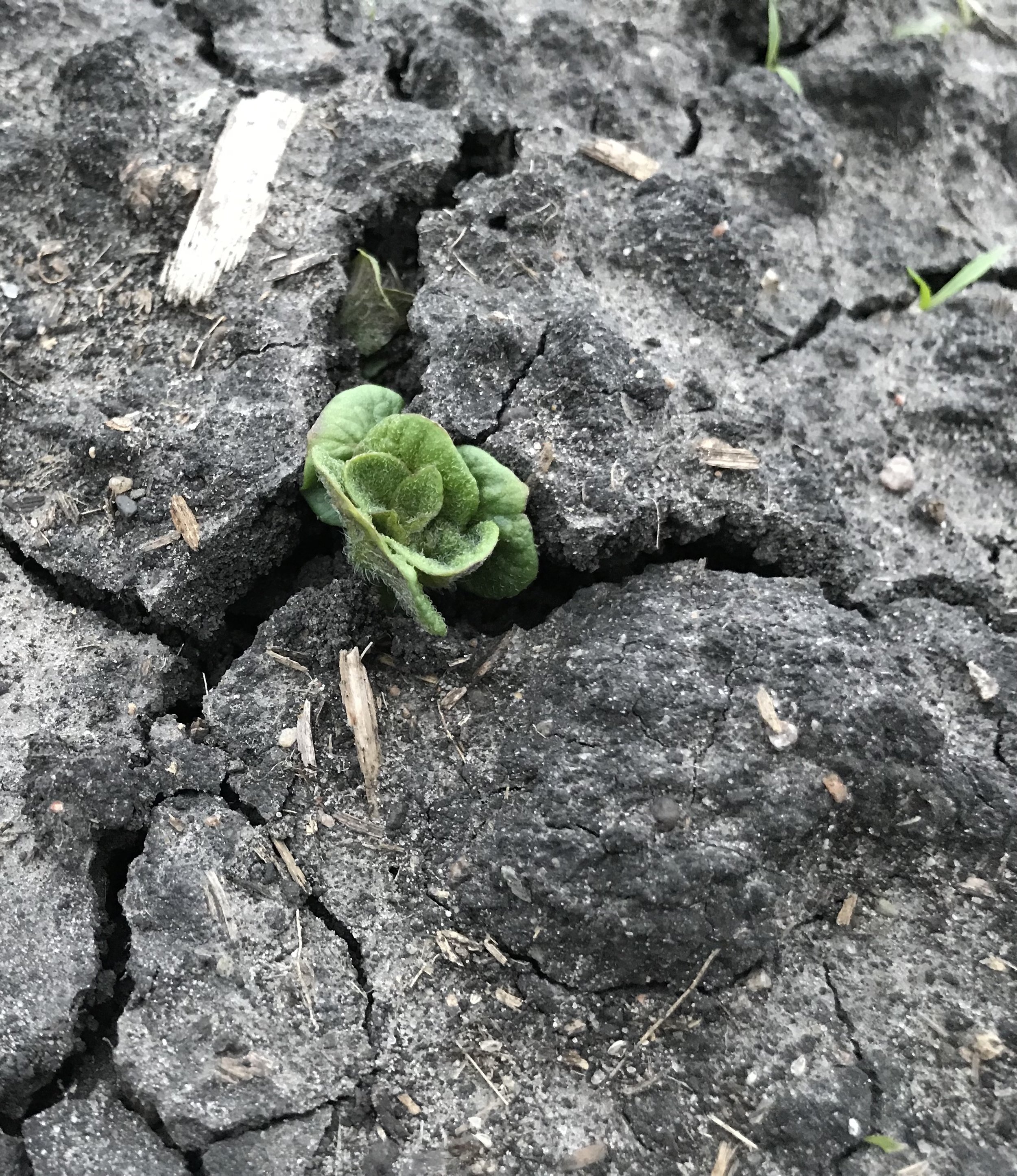  Potatoes poking through 