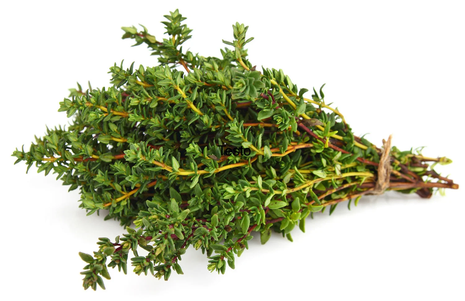 Fresh-Thyme.jpg