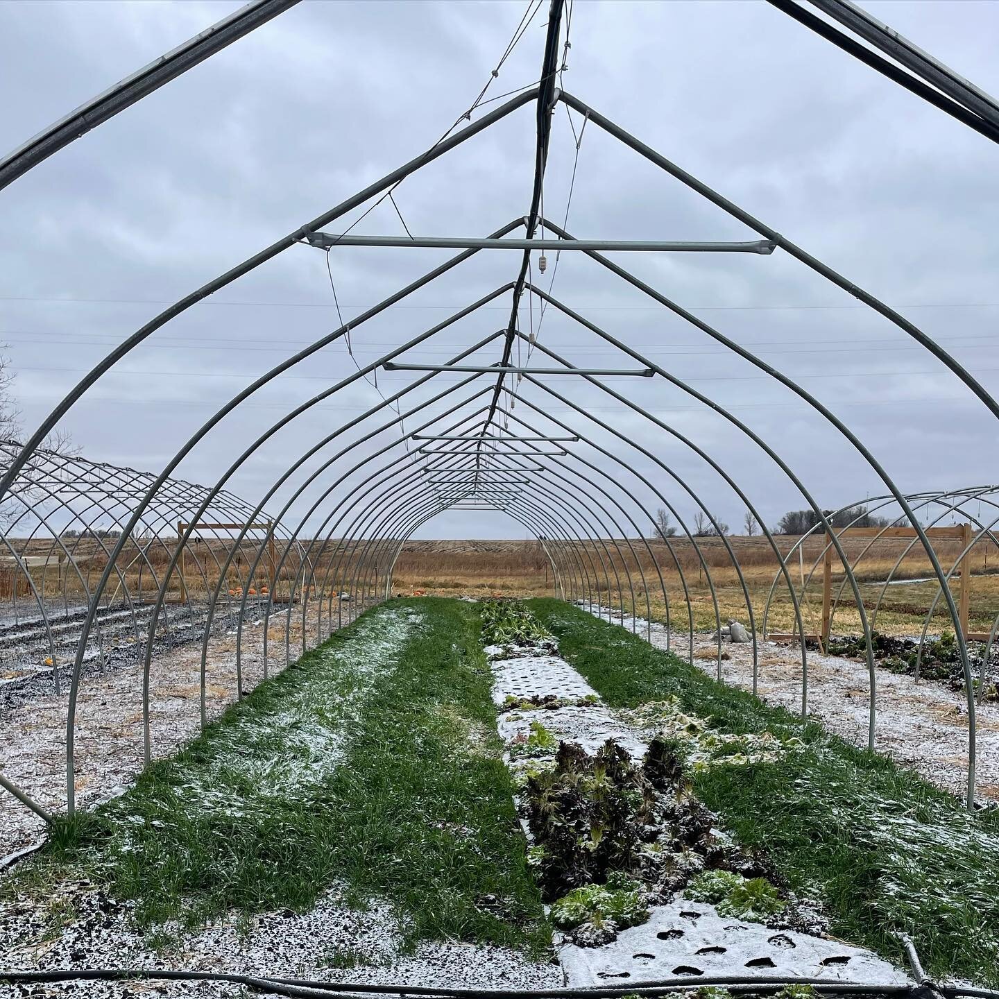 A nice dusting of snow this morning! All but the big tunnel got &ldquo;skinned&rdquo; of plastic this year. The ground here will be open to the elements all winter. Then in Spring we will  put up new plastic. #cedarcratefarm #smallfarm #hightunnel #v