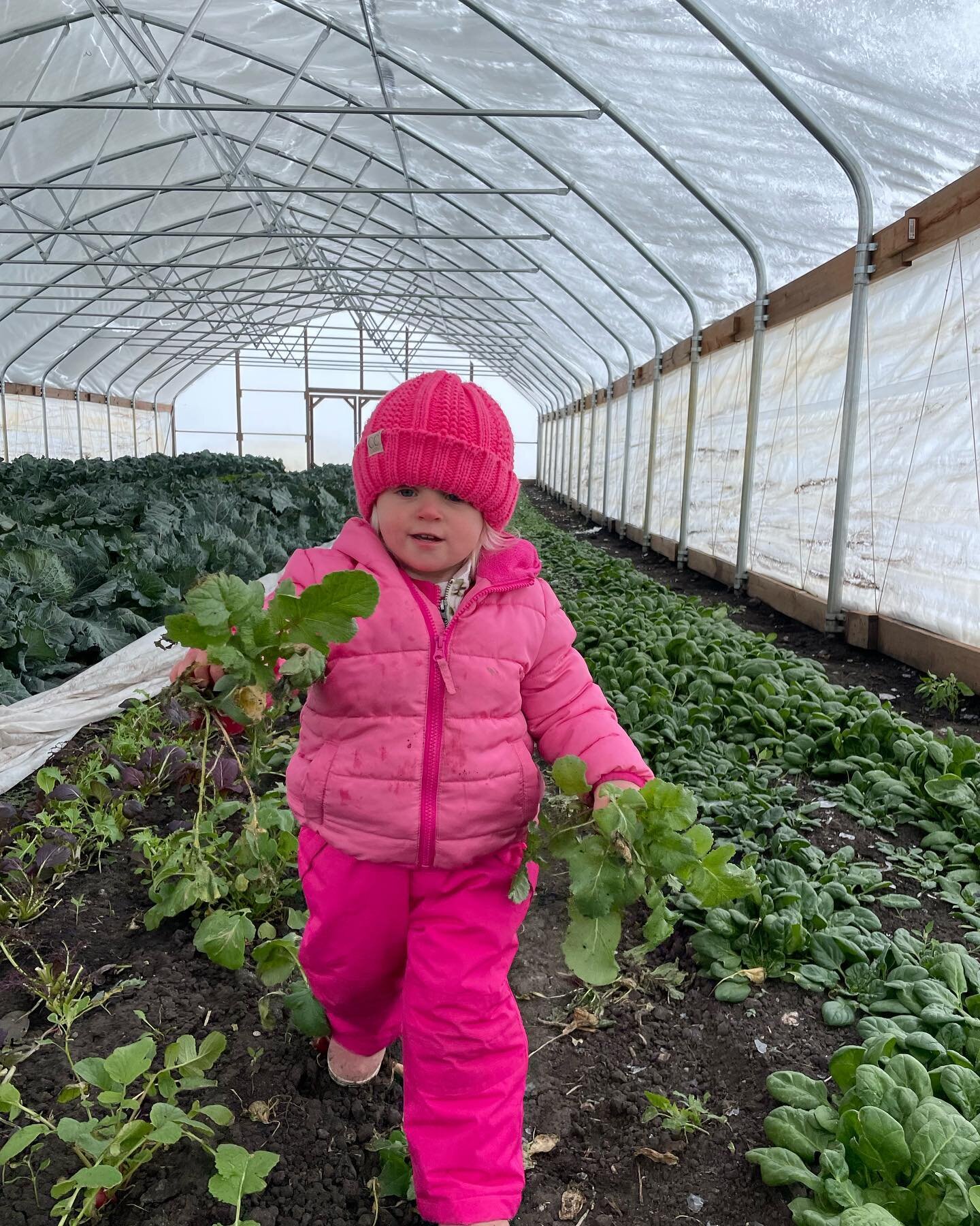 It&rsquo;s a daddy-daughter morning on the farm today. Addie and I inspected the radishes and removed the frost blanket for the day. 

#smallfarm #eatlocal #farmkid